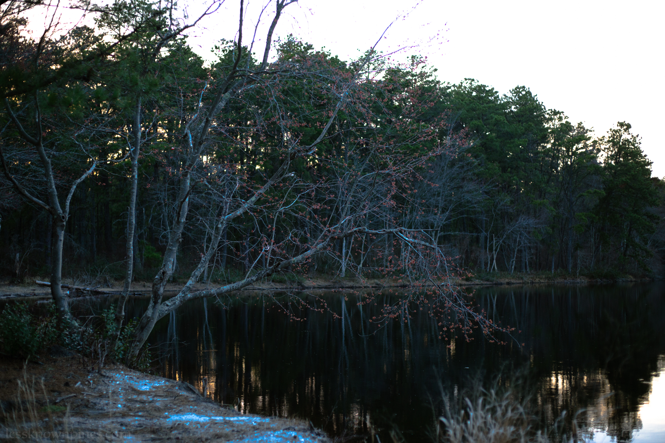 Red blossoms over edge of pond
