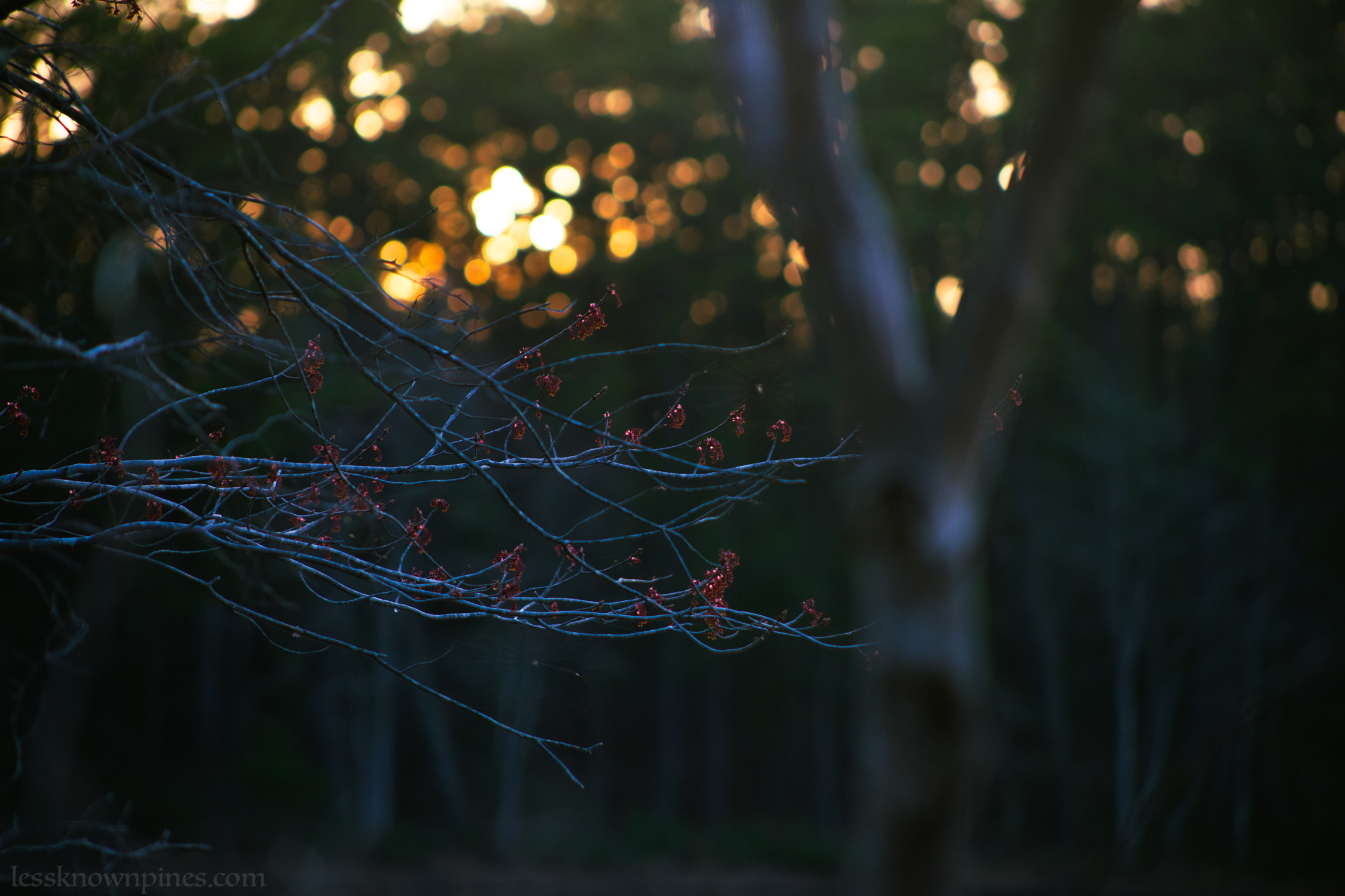 Red blossoms