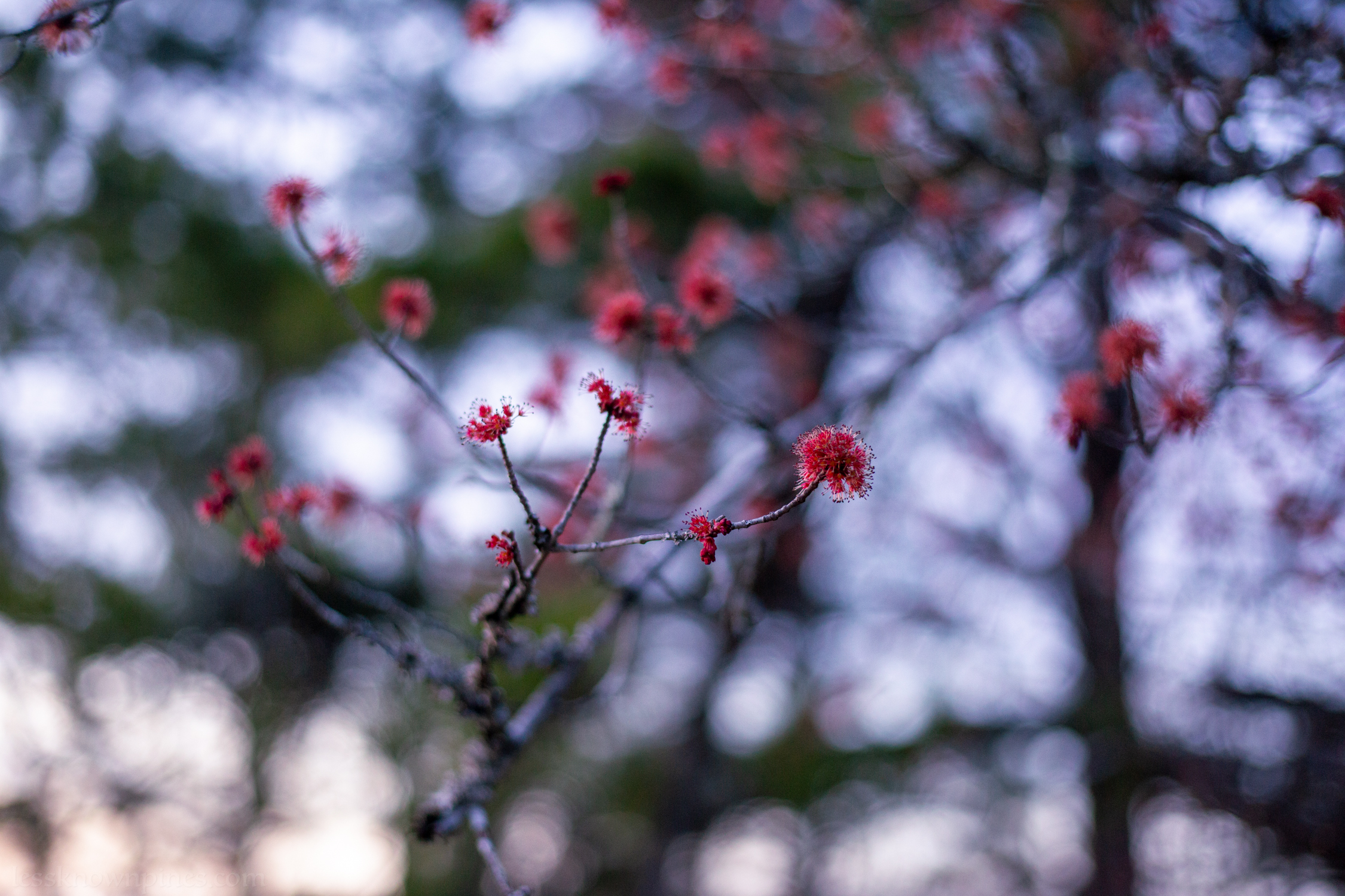 Red Maple blossom