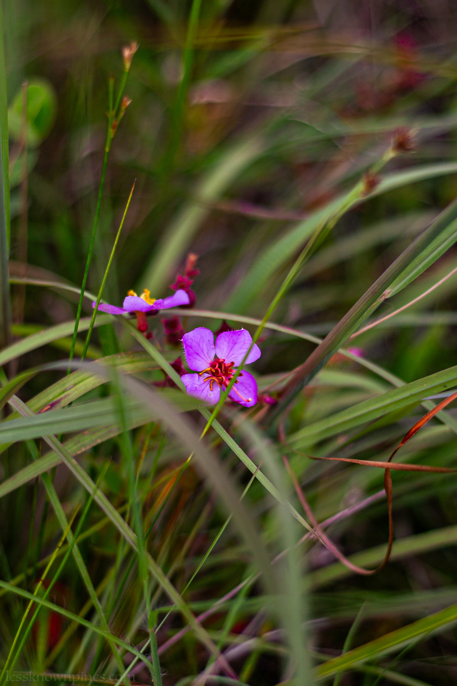 Rhexia Virginica