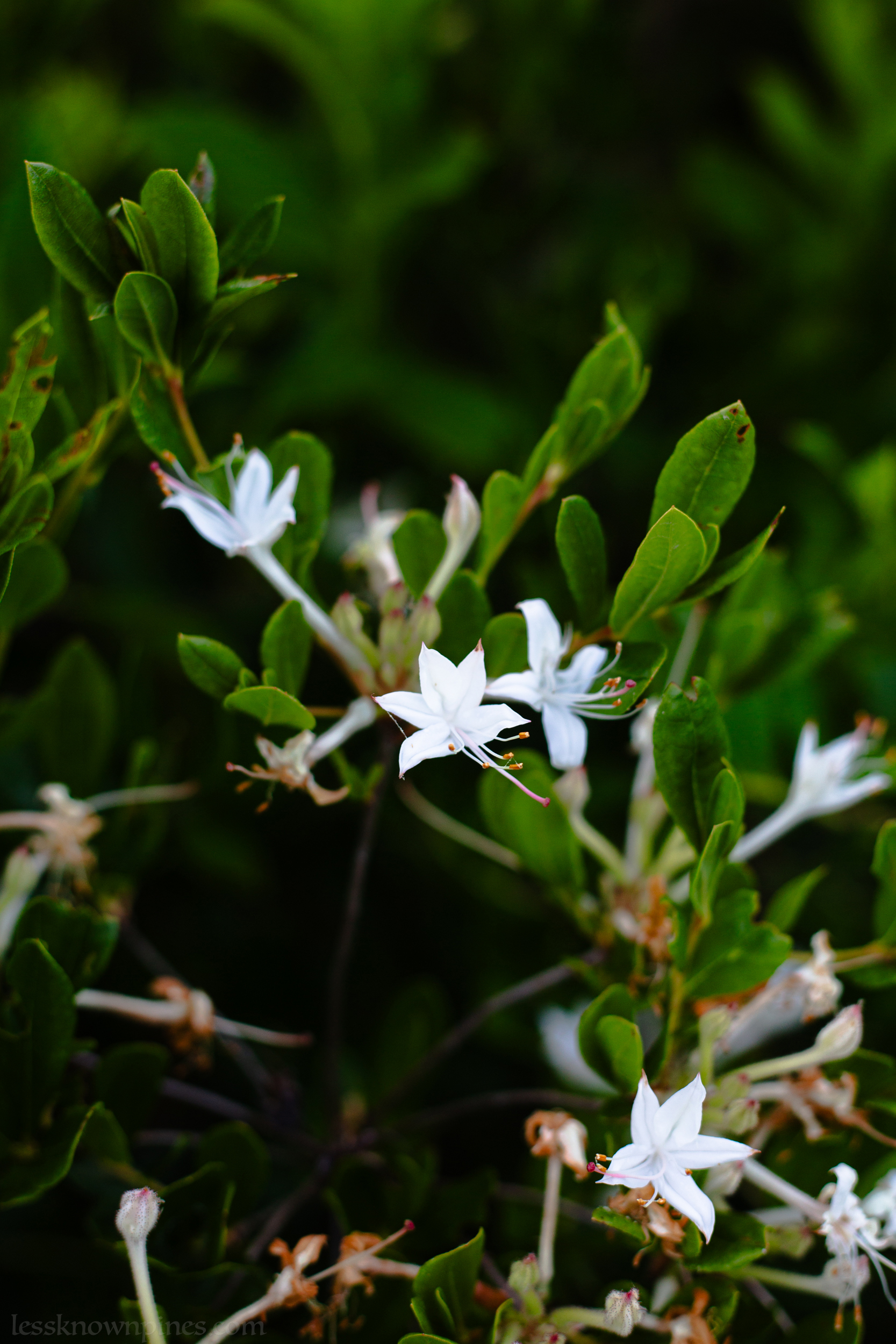 Rhododendron white flowers
