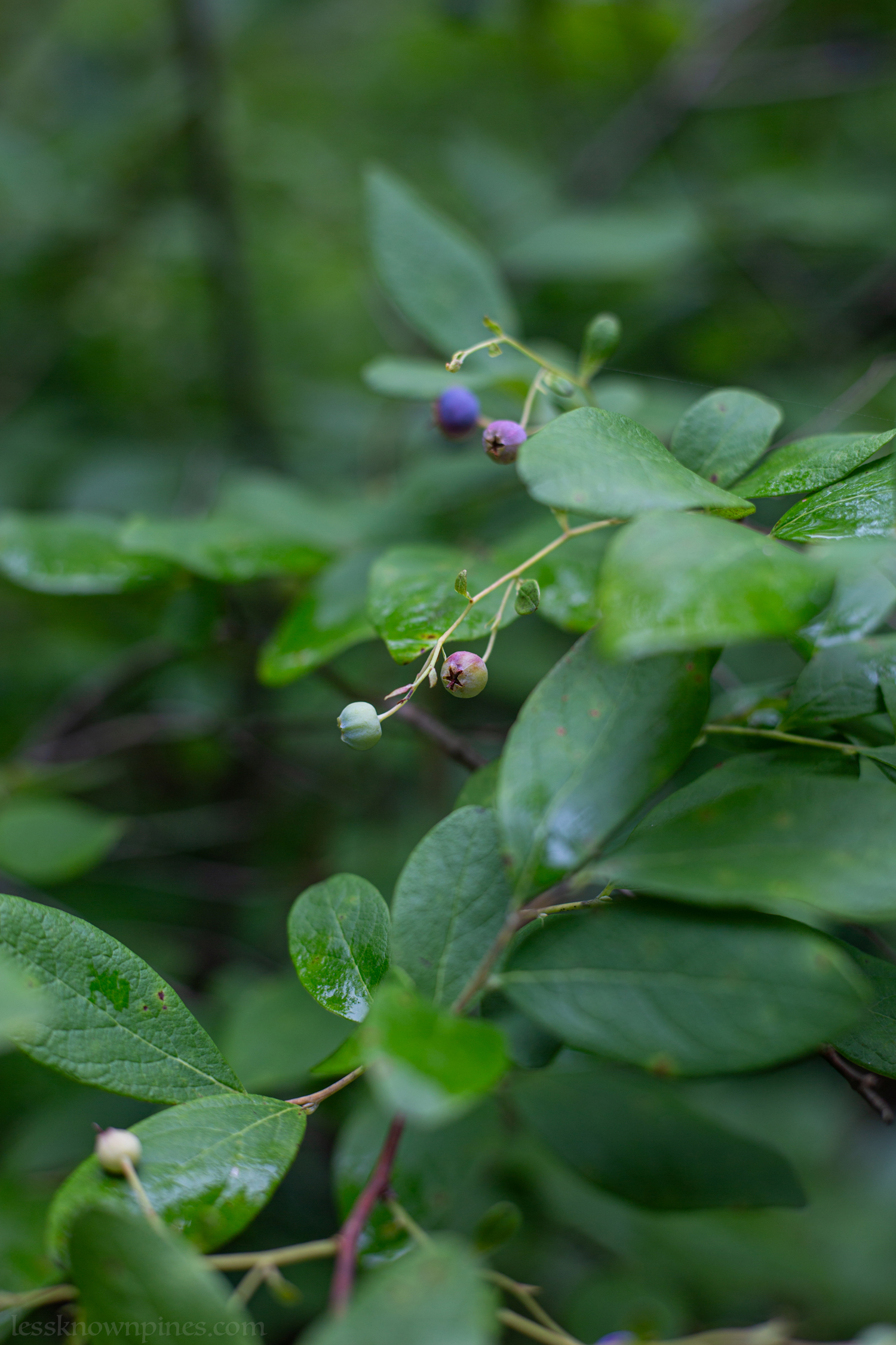 Ripening huckleberries