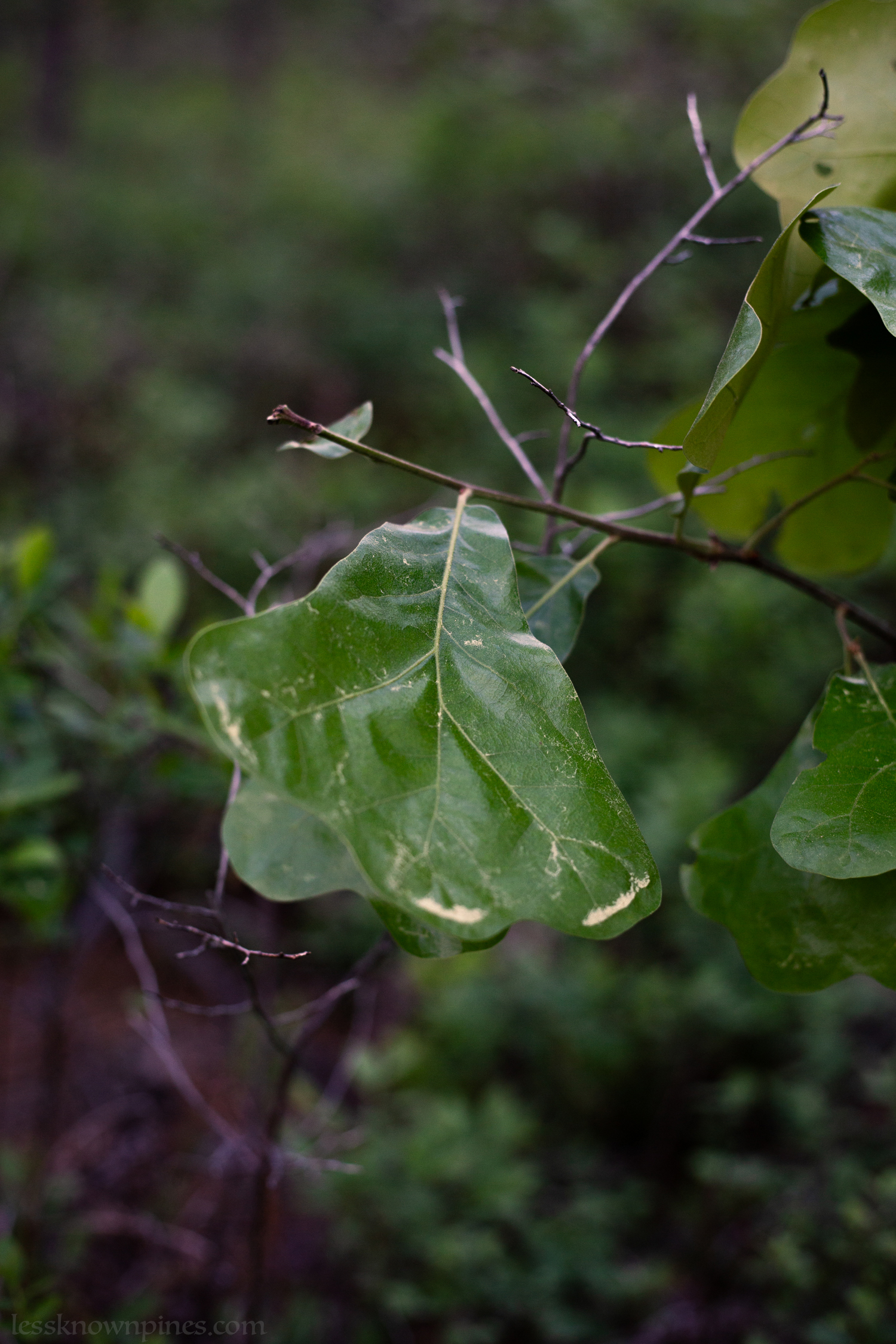 Scrub oak leaf