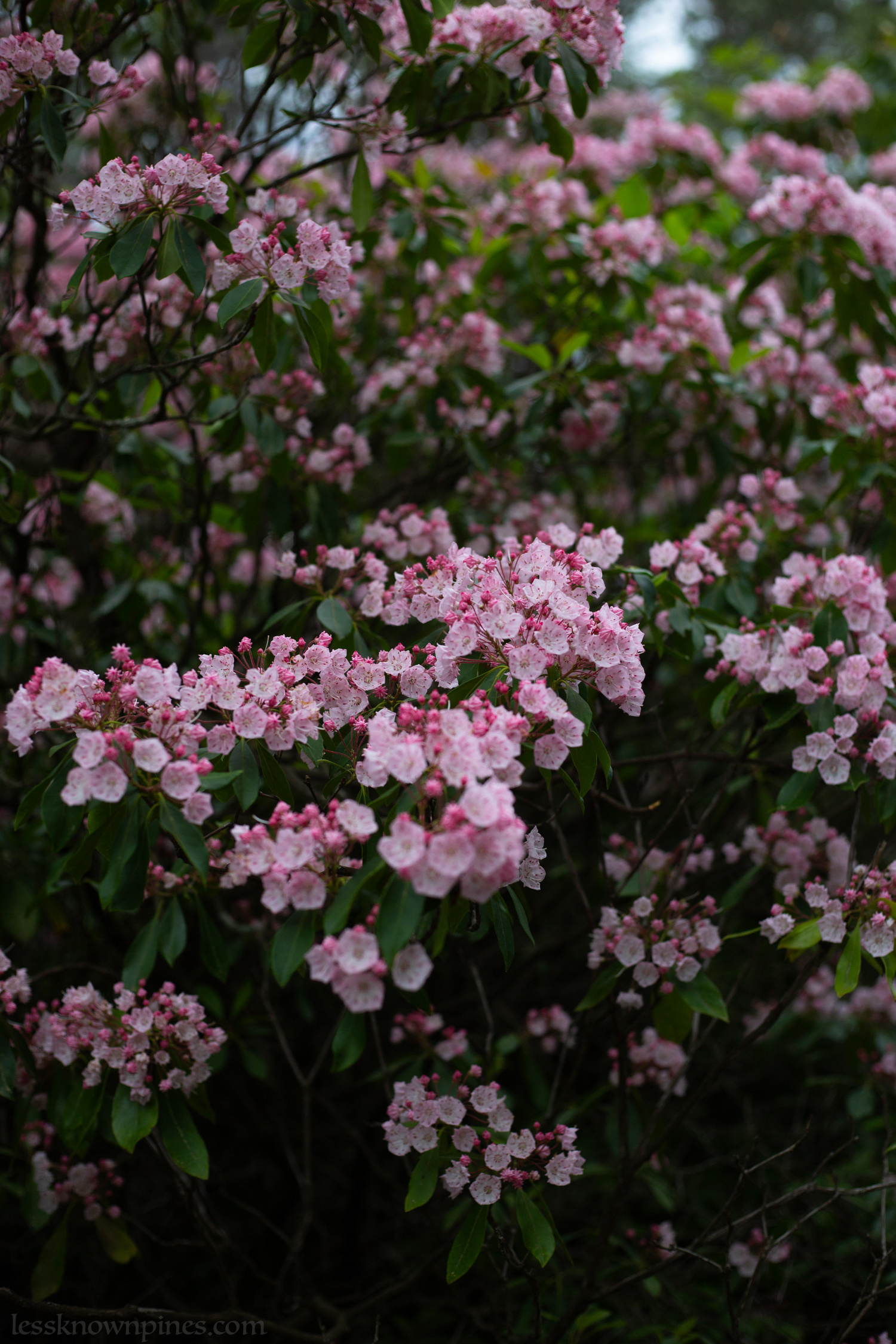 Sea of pink mountain laurels