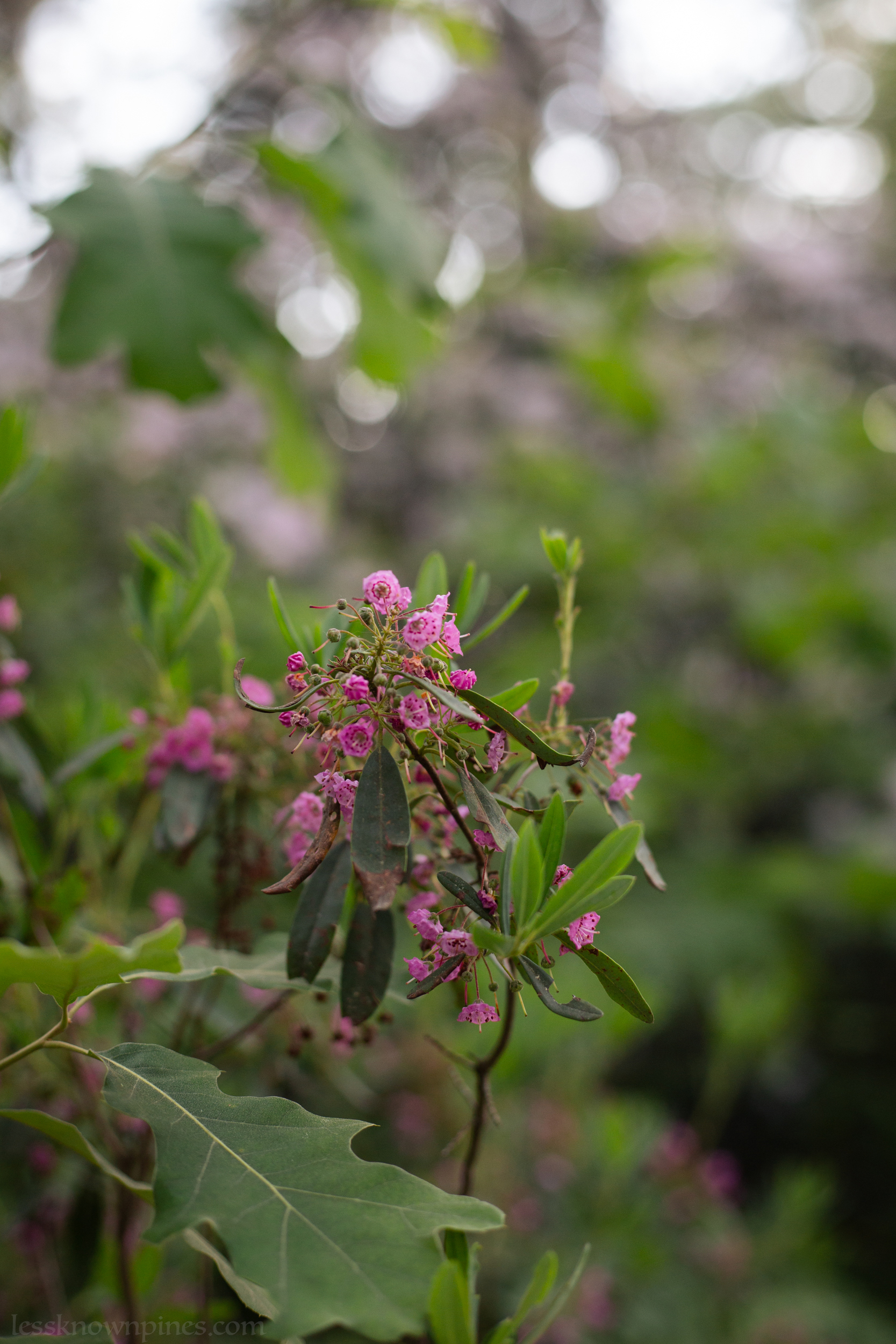 Developed sheep laurel