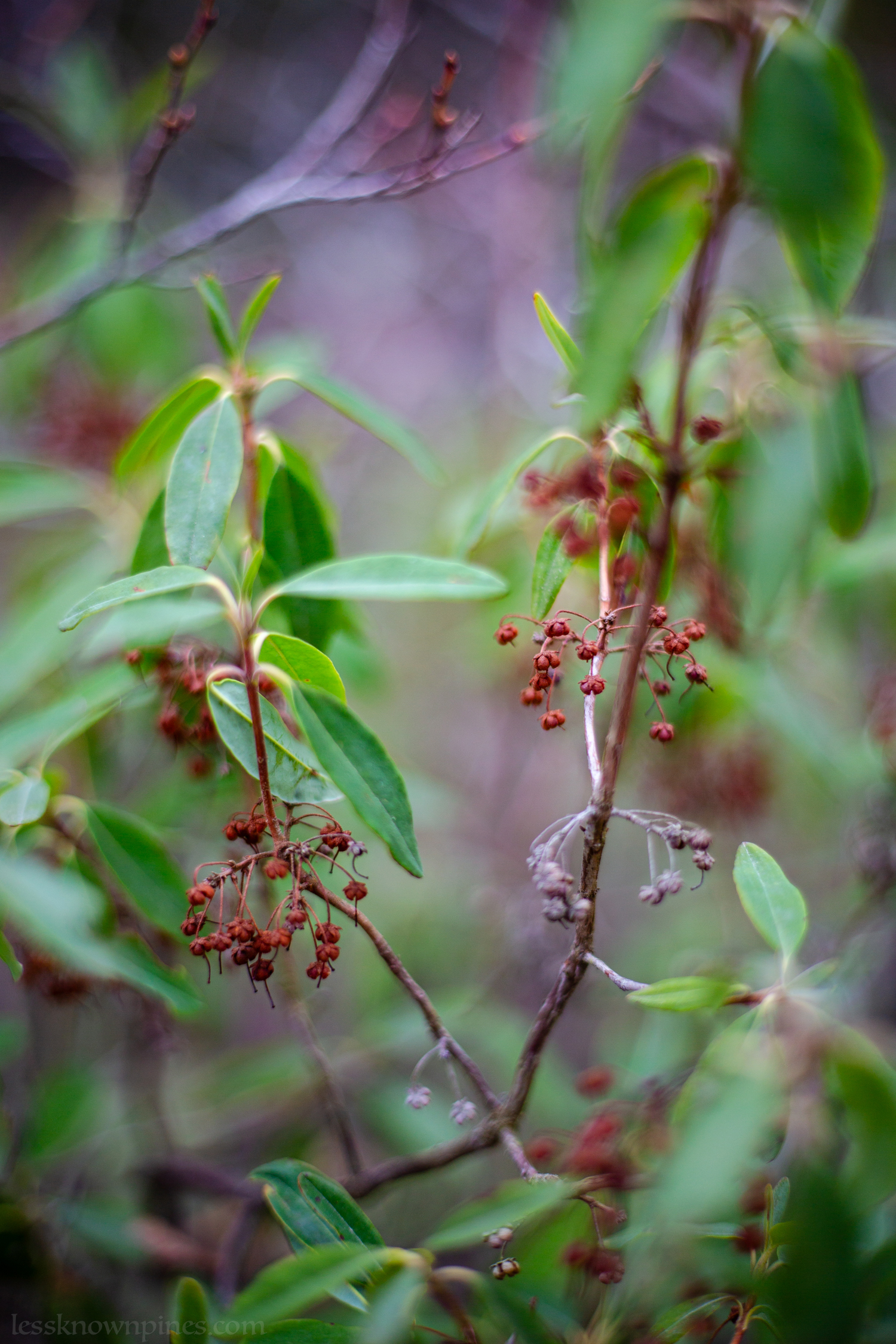 Sheep laurel in final stage of dormancy