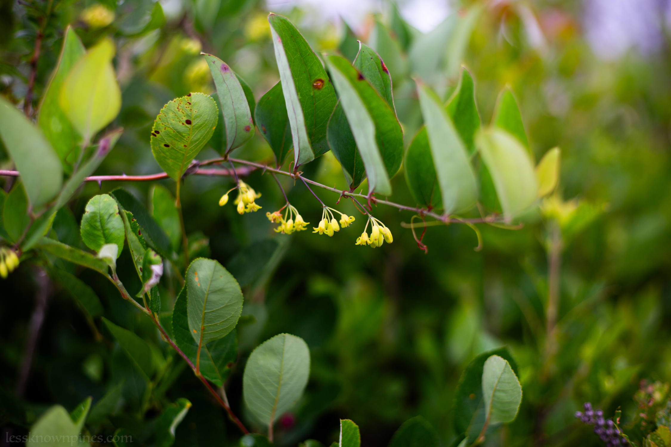 Smilax flowers