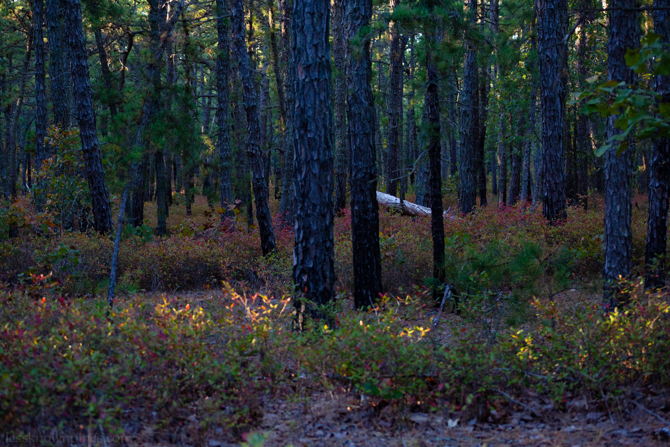 Soon before civil twilight