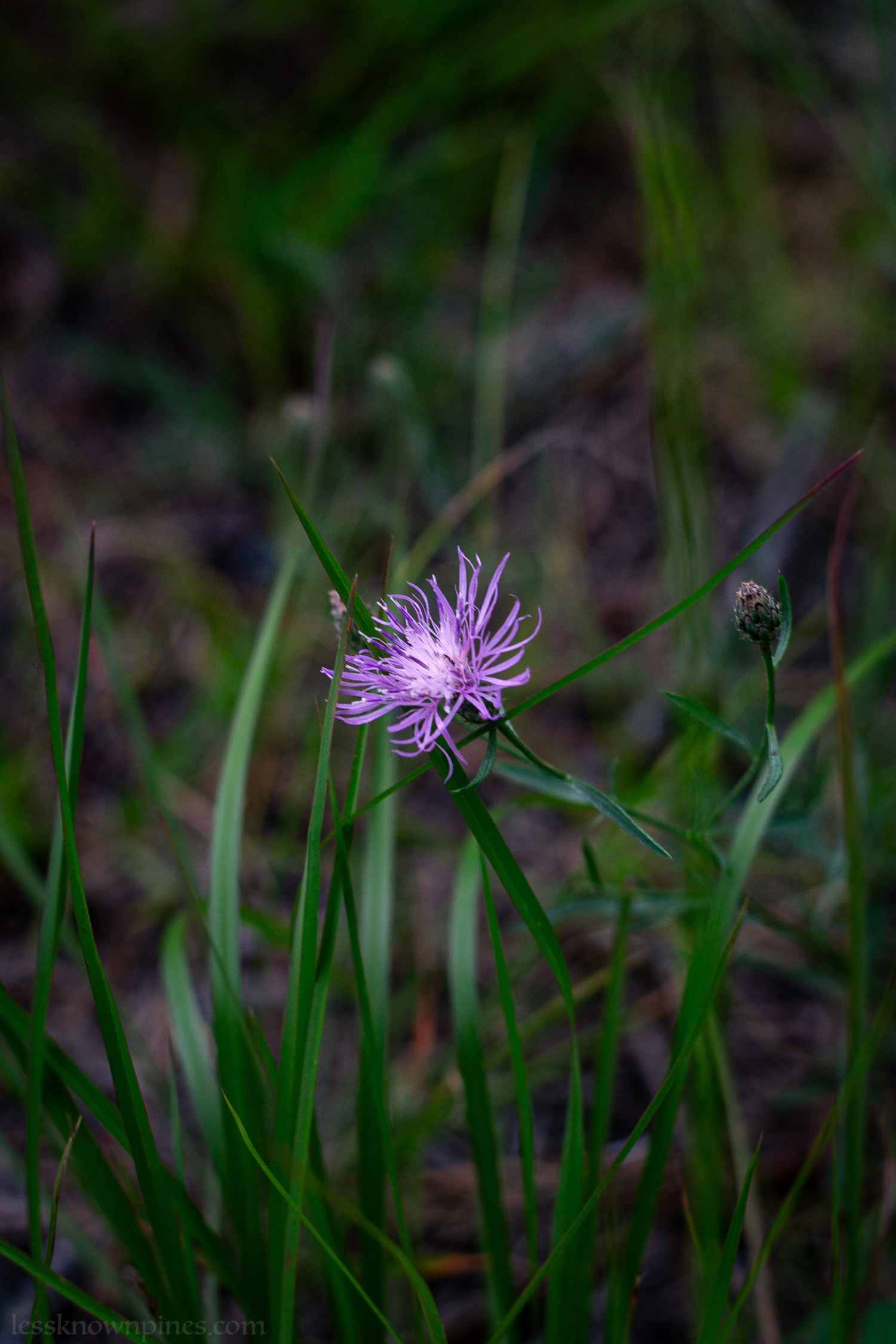 Spotted Knapweed