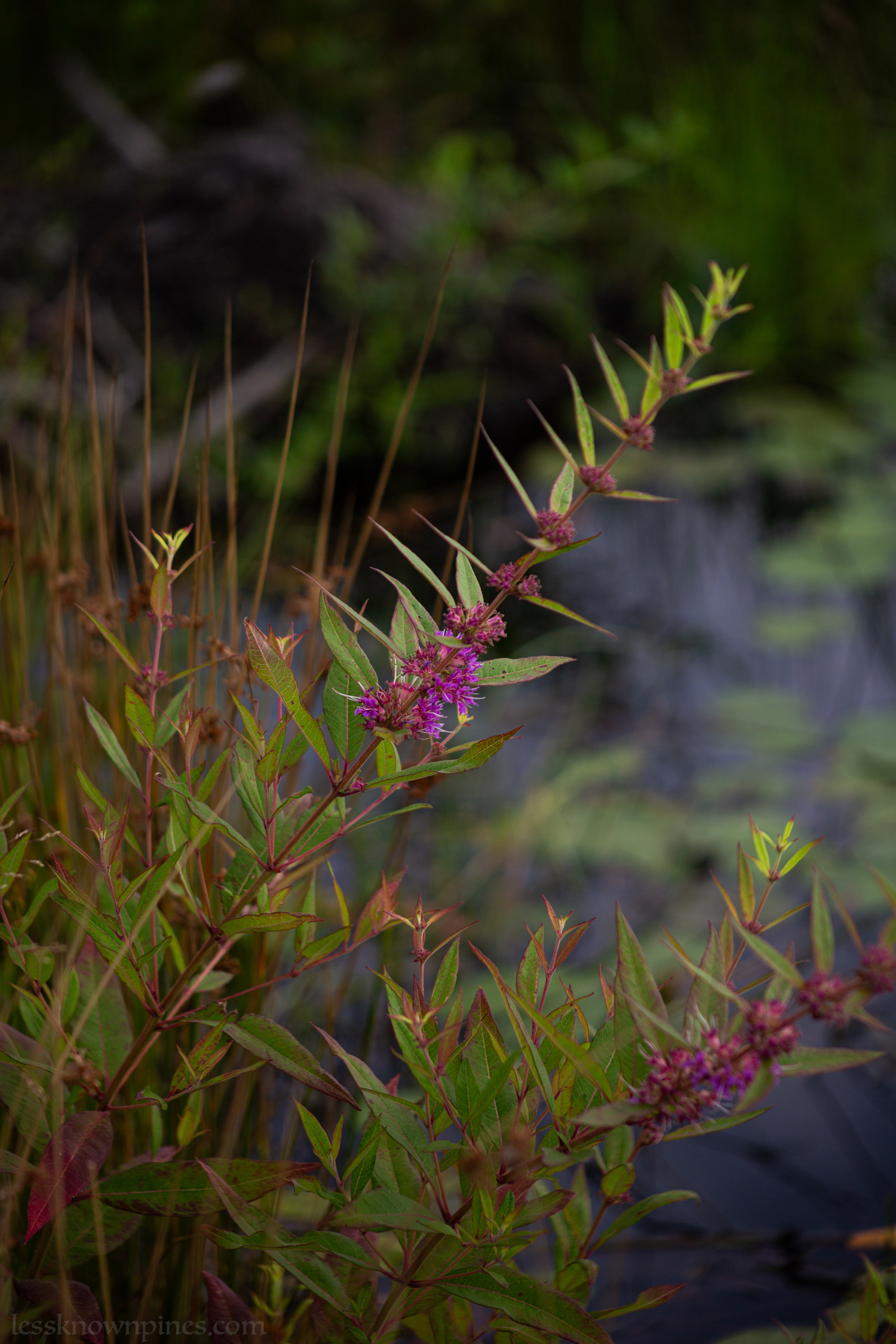 Spiraea Douglasii