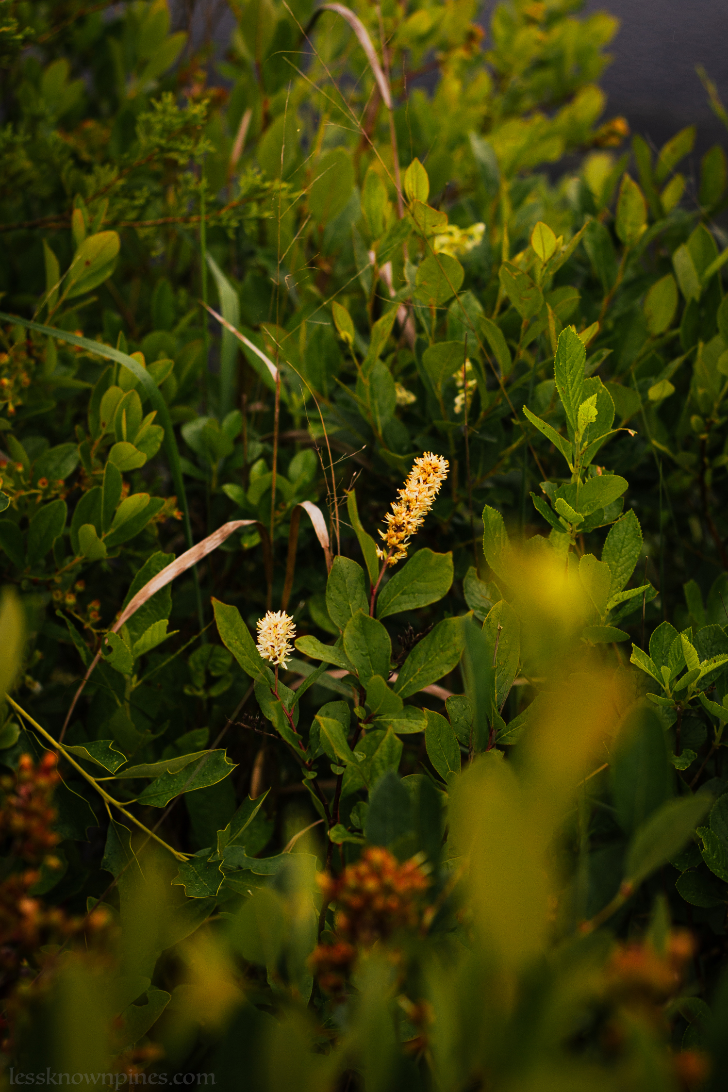 Sweet pepperbush during late spring