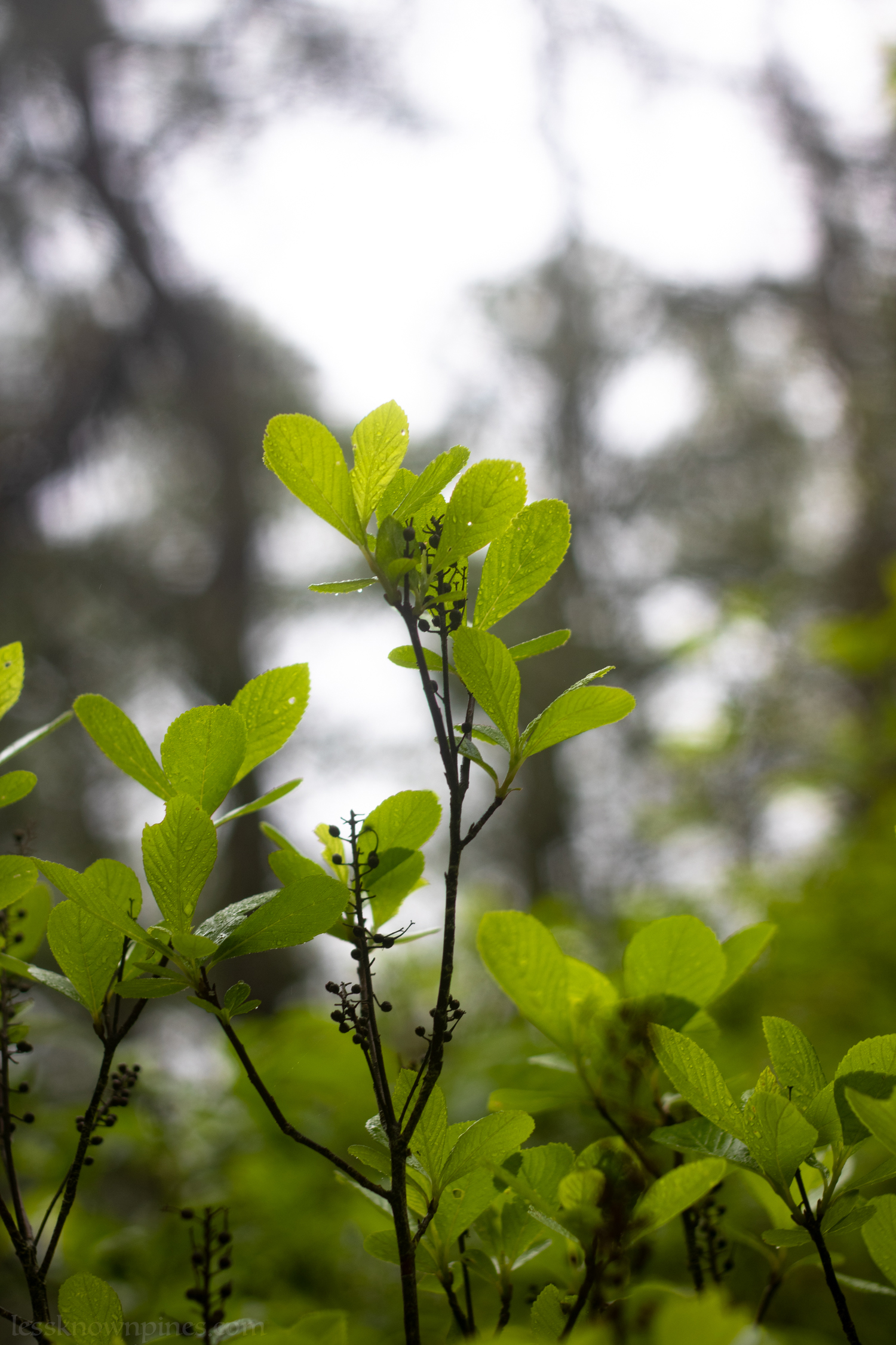 Sweet pepperbush in early bloom