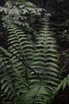 Cinnamon fern thumbnail