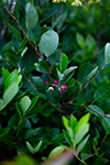 Juneberry thumbnail