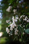 Mountain laurel