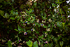 Blueberry thumbnail