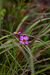 Rhexia Virginica