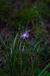 Spotted knapweed thumbnail