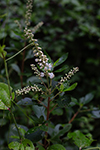 Sweet pepperbush thumbnail