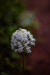 Turkeybeard thumbnail