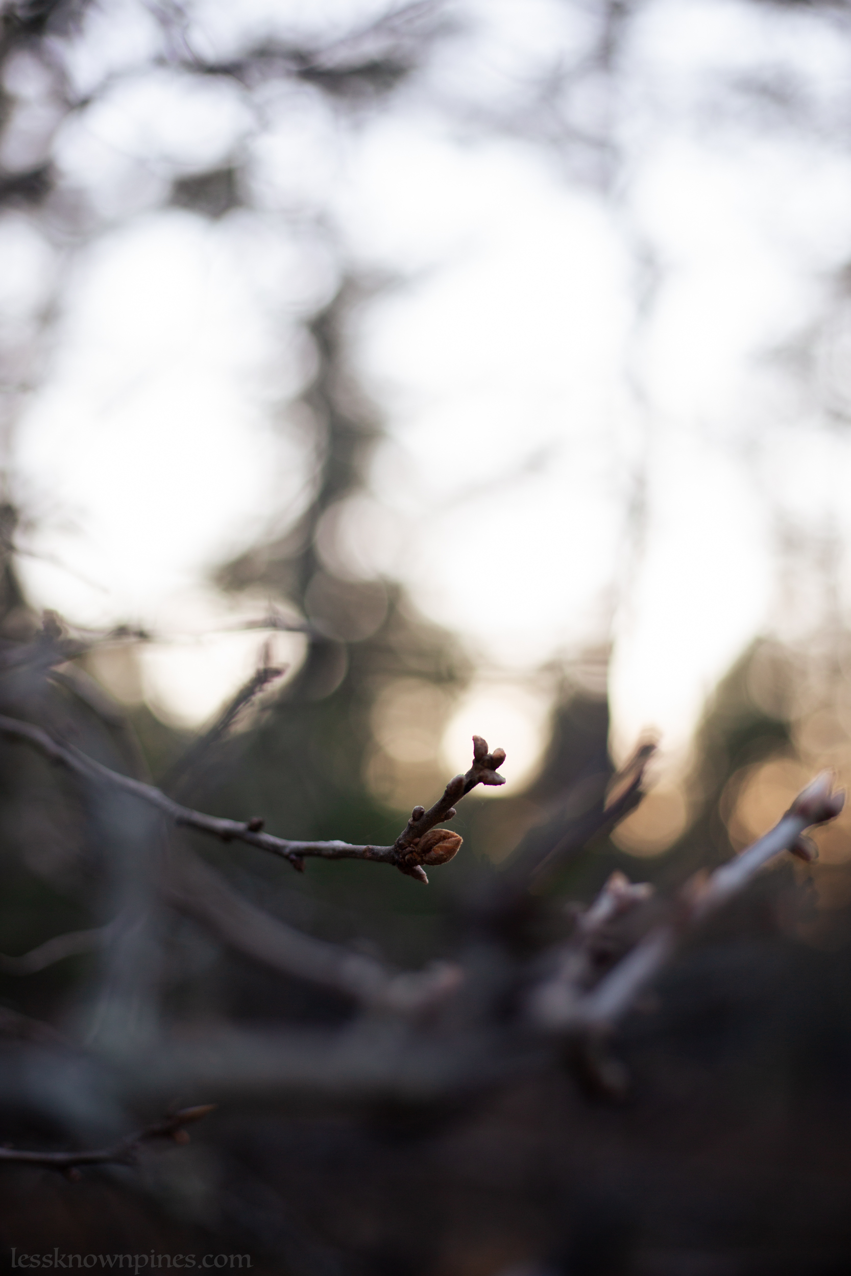 Tree bud