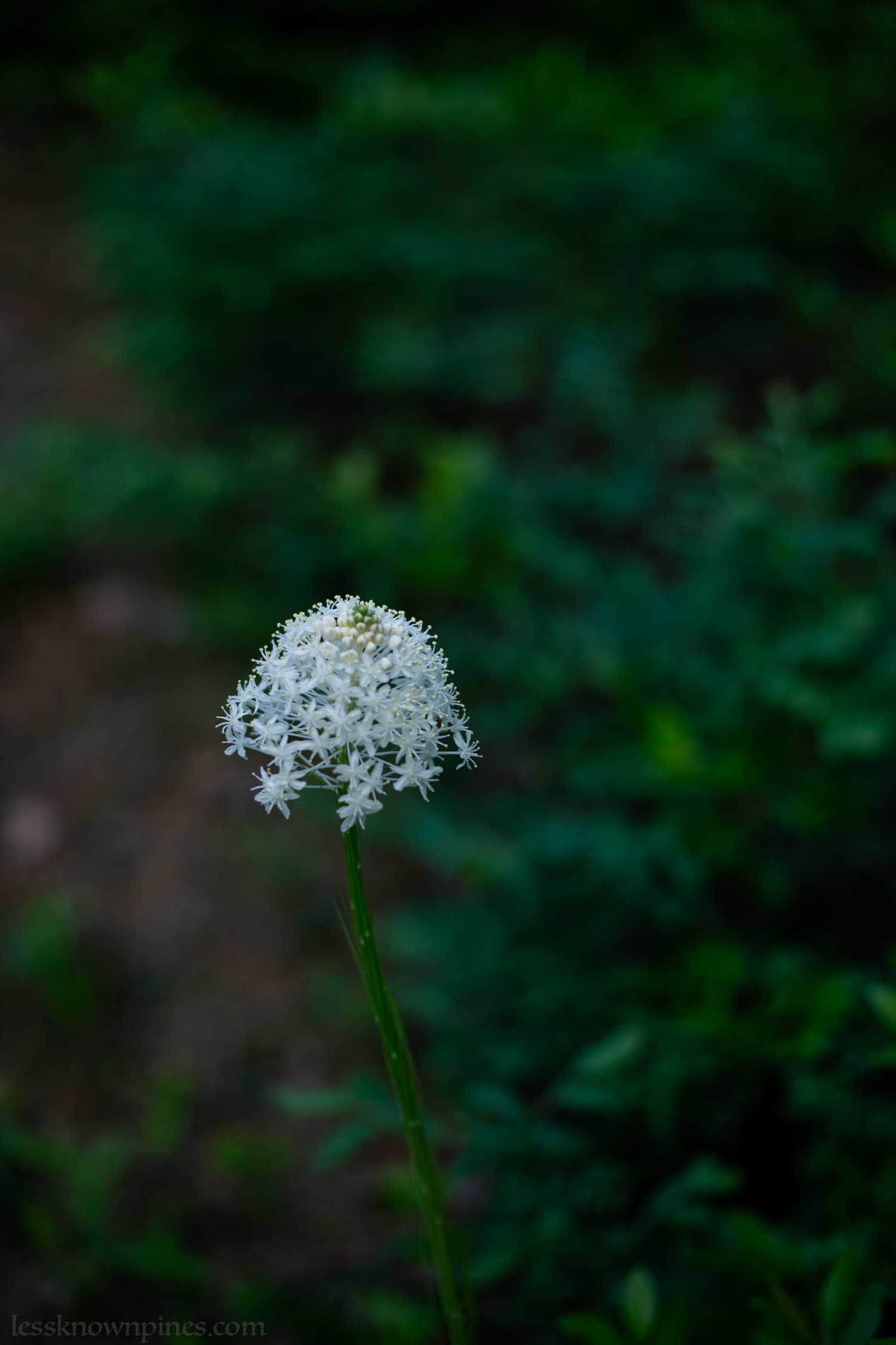 Turkeybeard