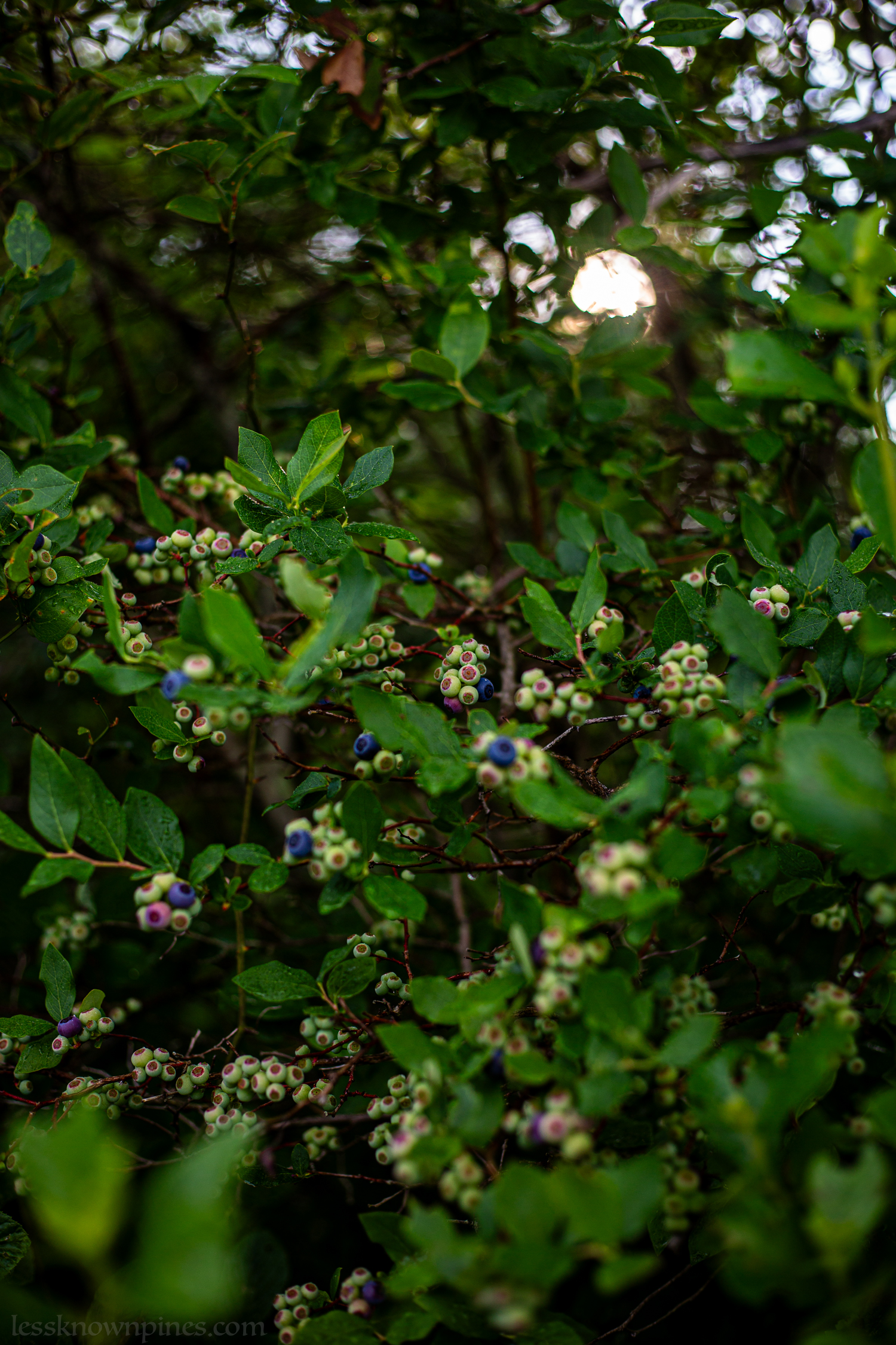 Unripe late spring blueberries