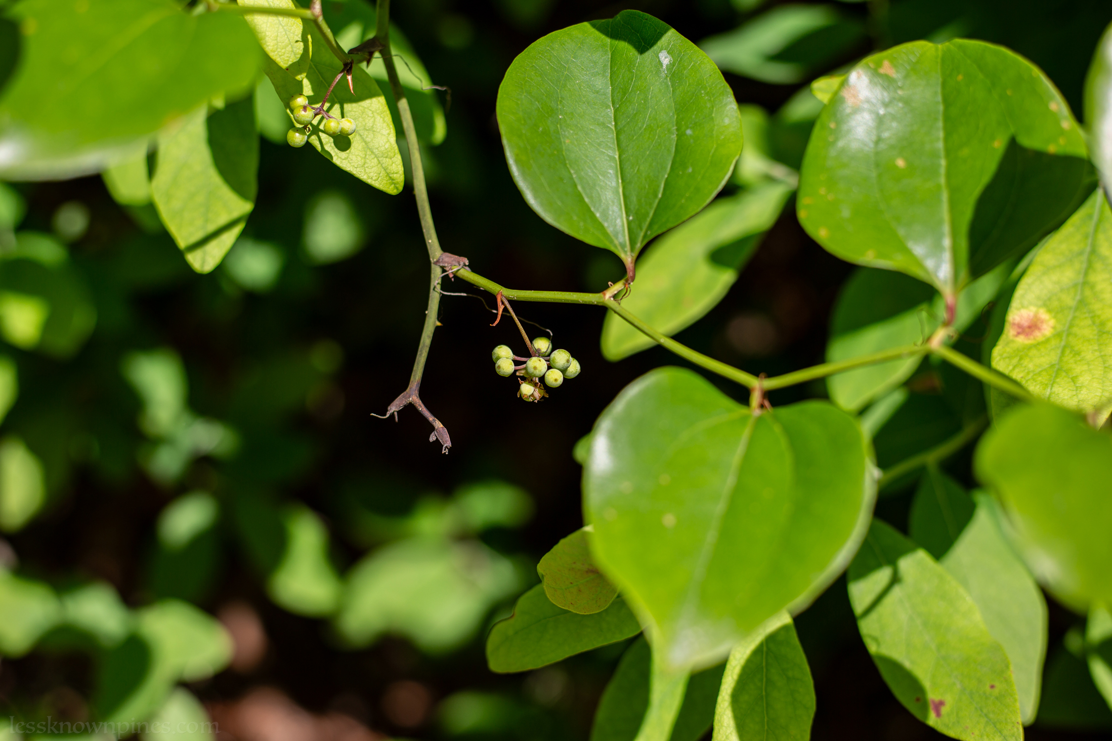 Unripe smilax berries