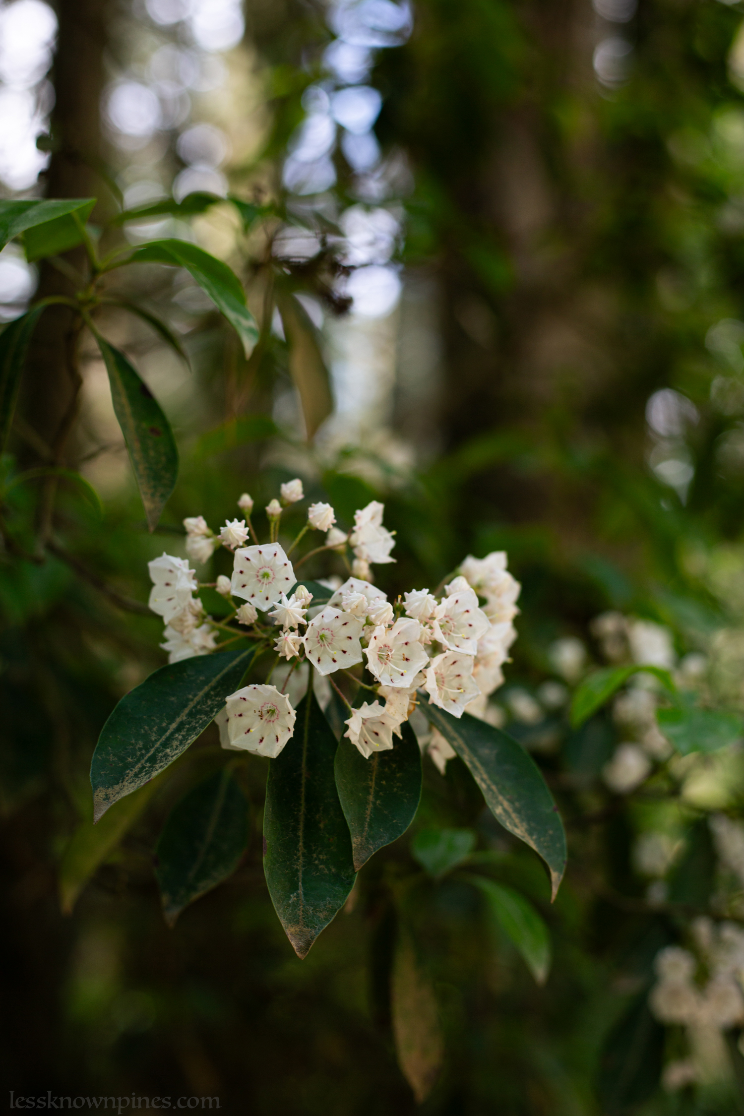 White mountain laurel branch