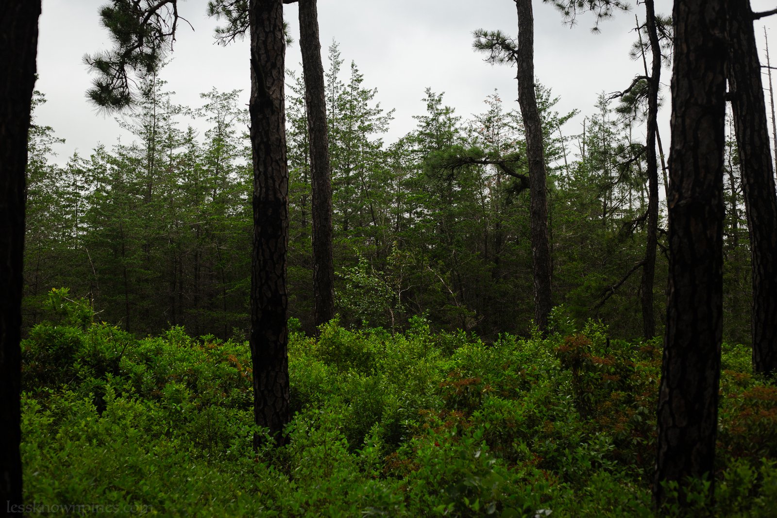 Cedar forest brush corridor