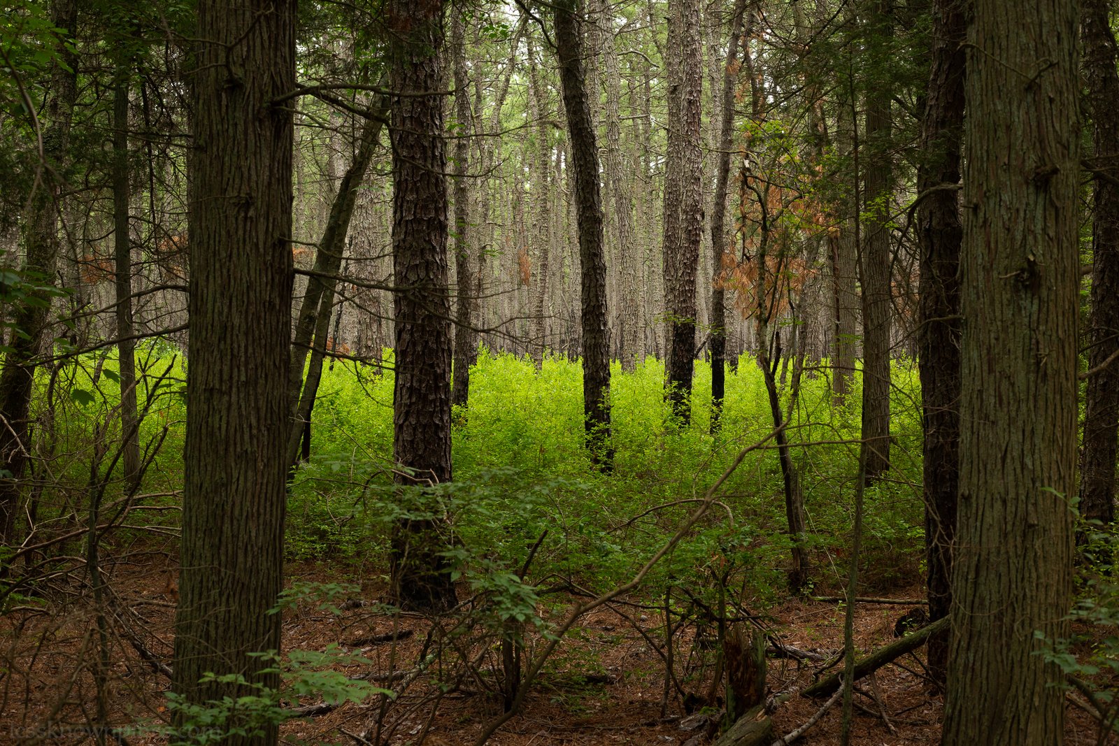 Breeches years after prescribed burn