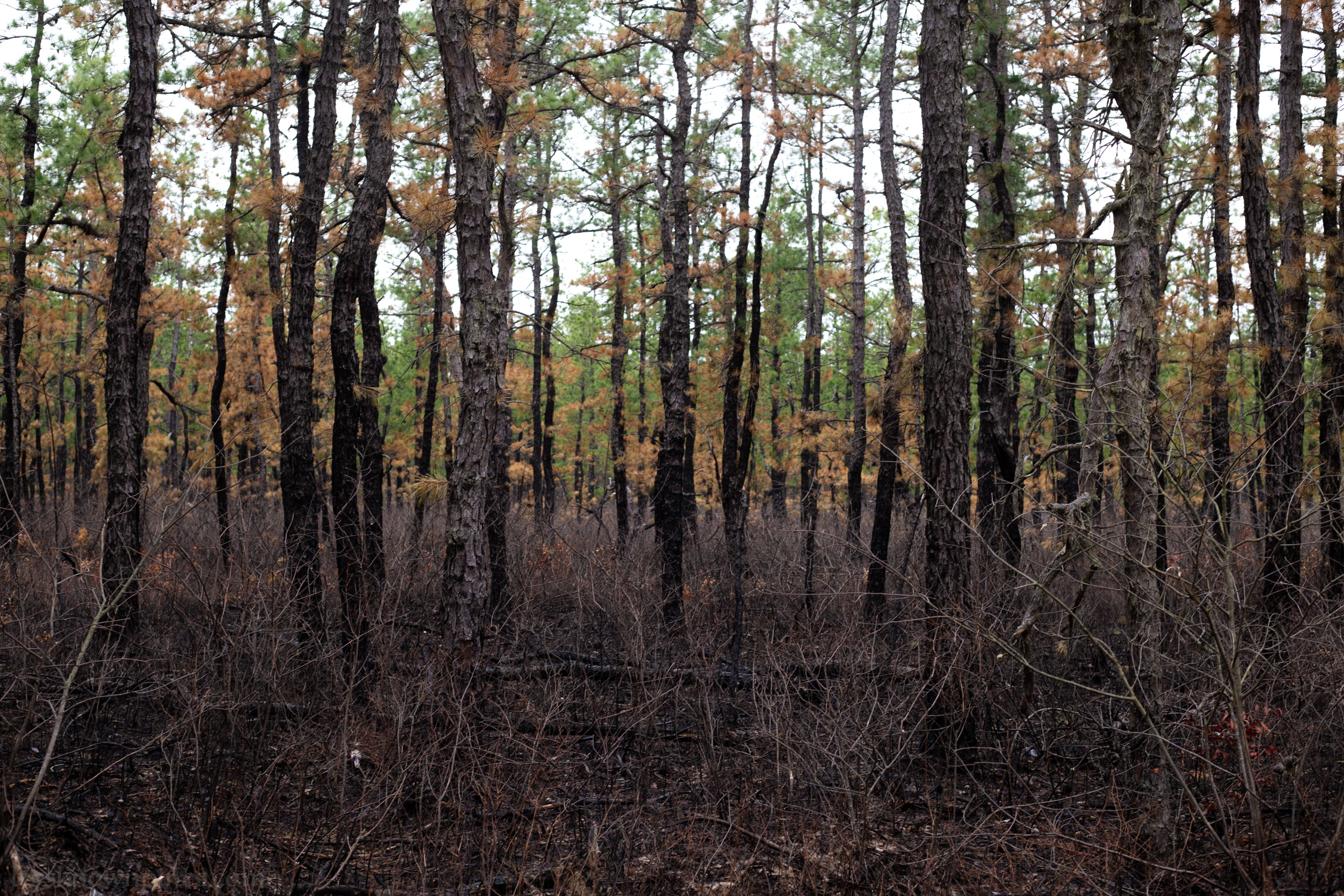 Burnt brush