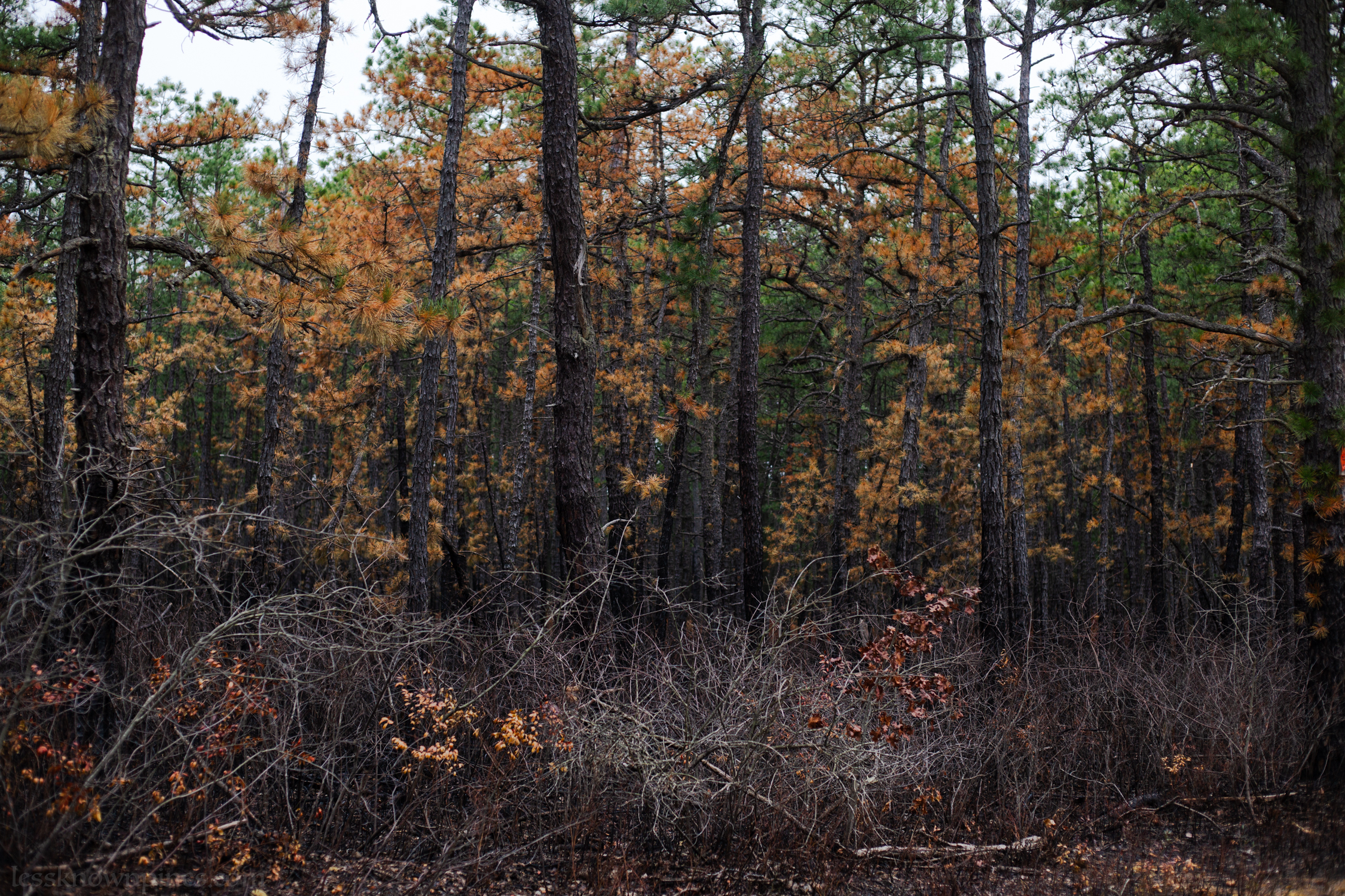 Burnt dense forest