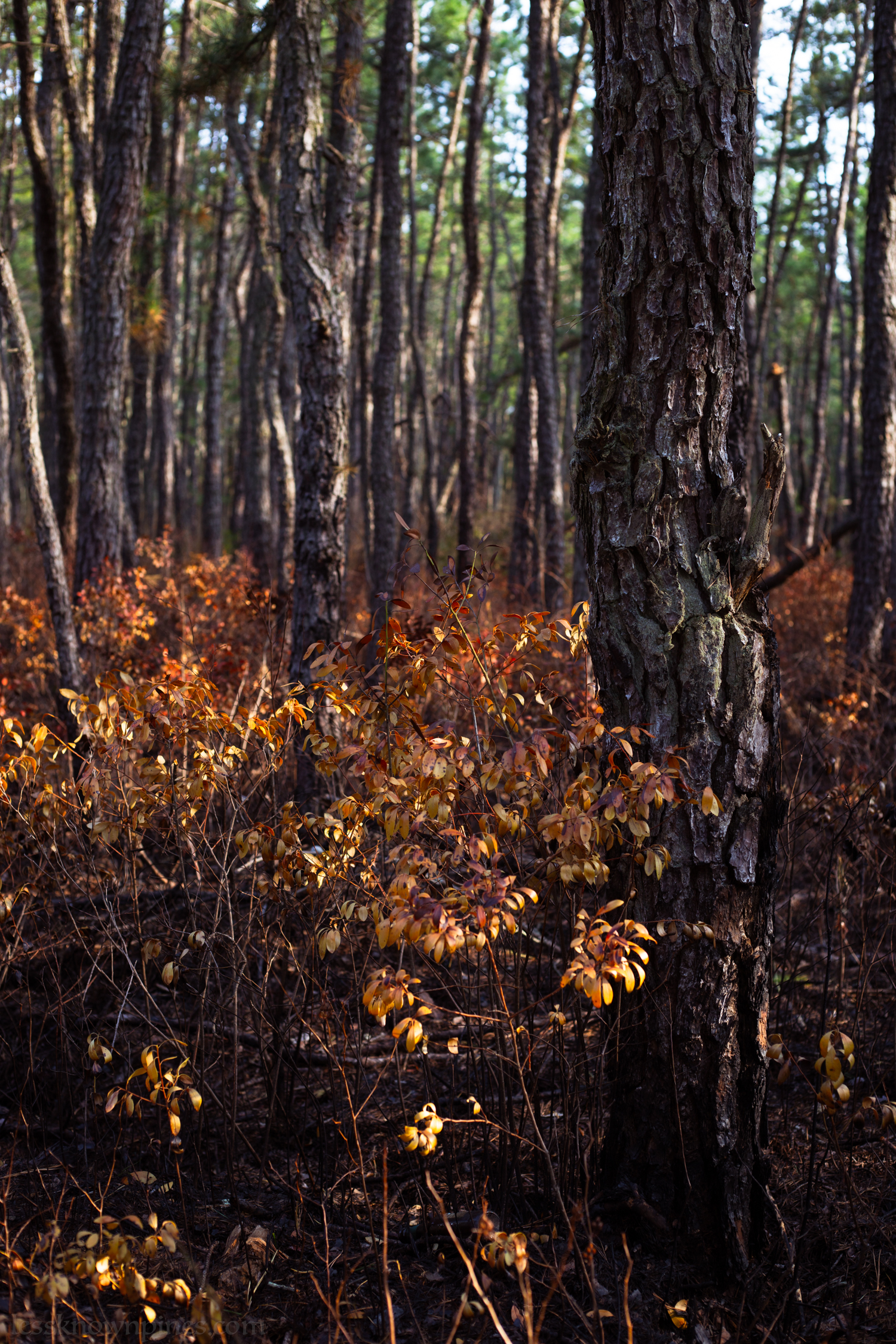 Burnt inkberry