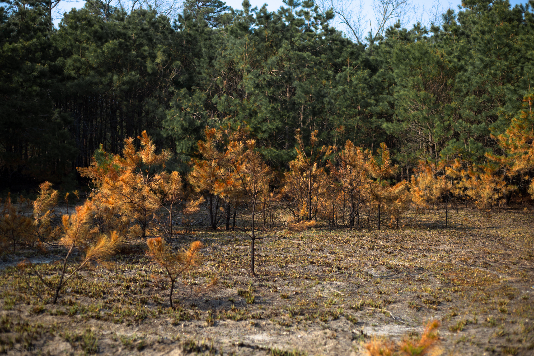 burnt-shortleaf-pine