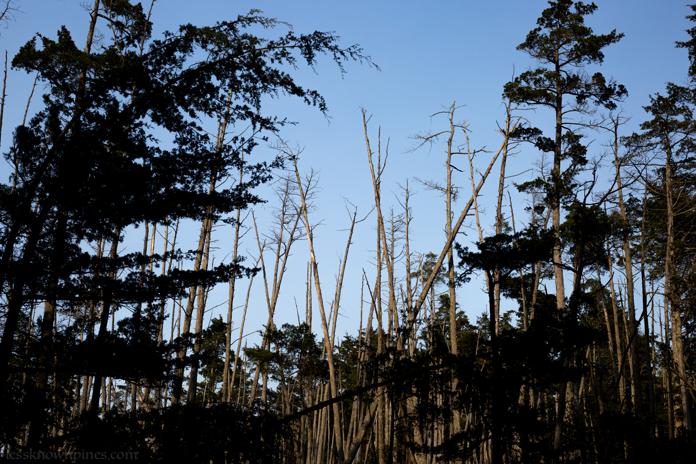 Daytime ghost cedar forest