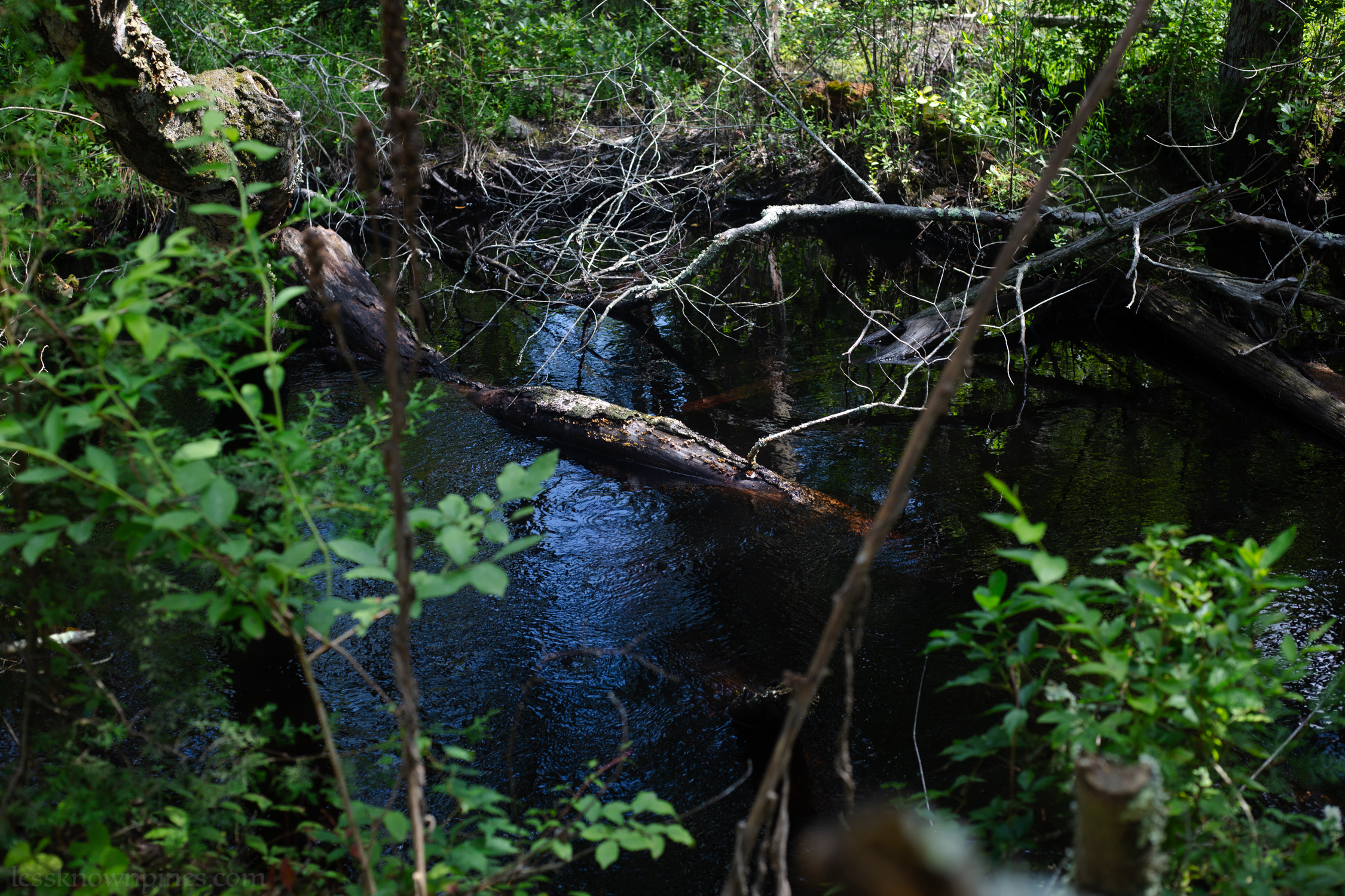 Fallen tree forms a bridge