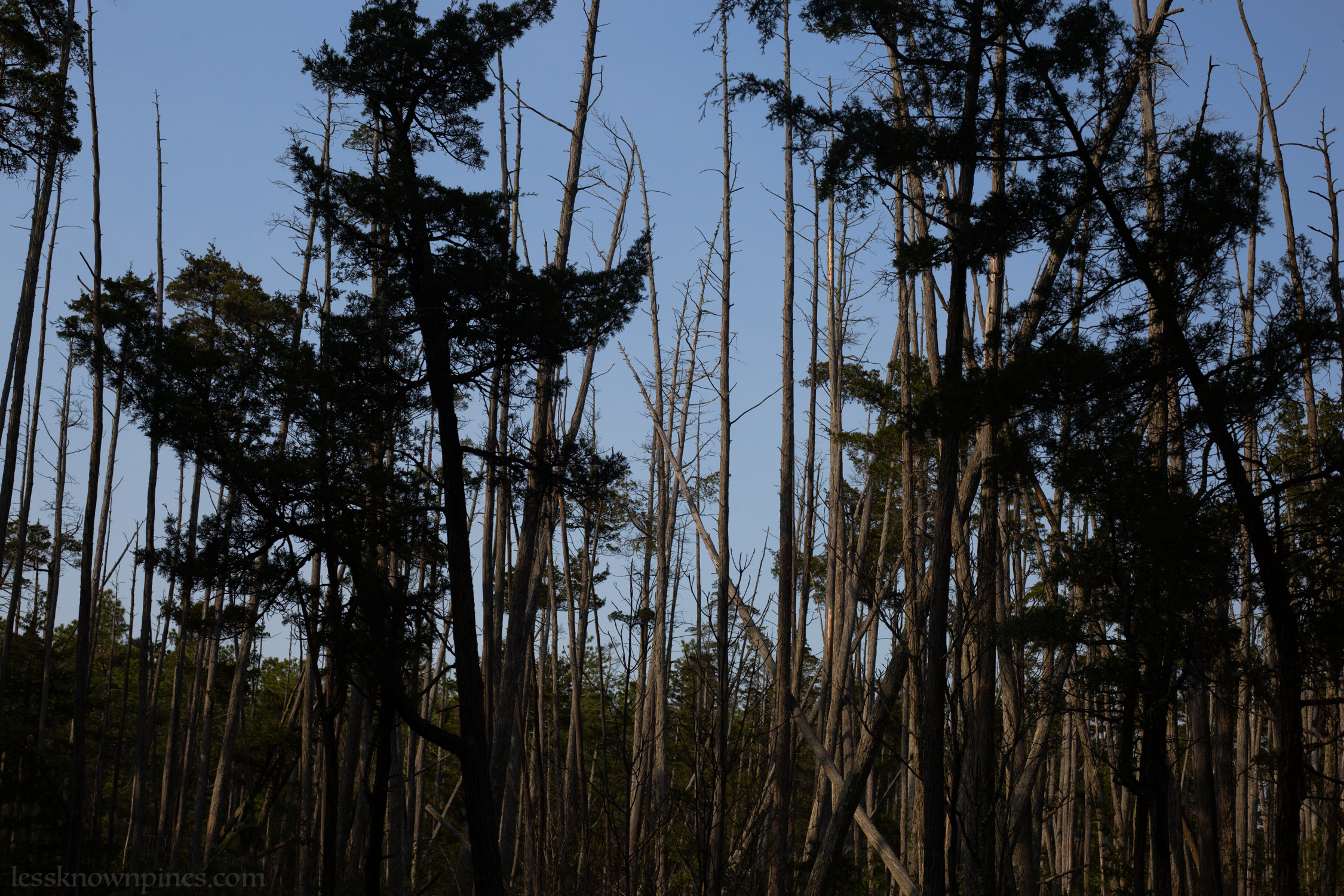 Few trees collapse