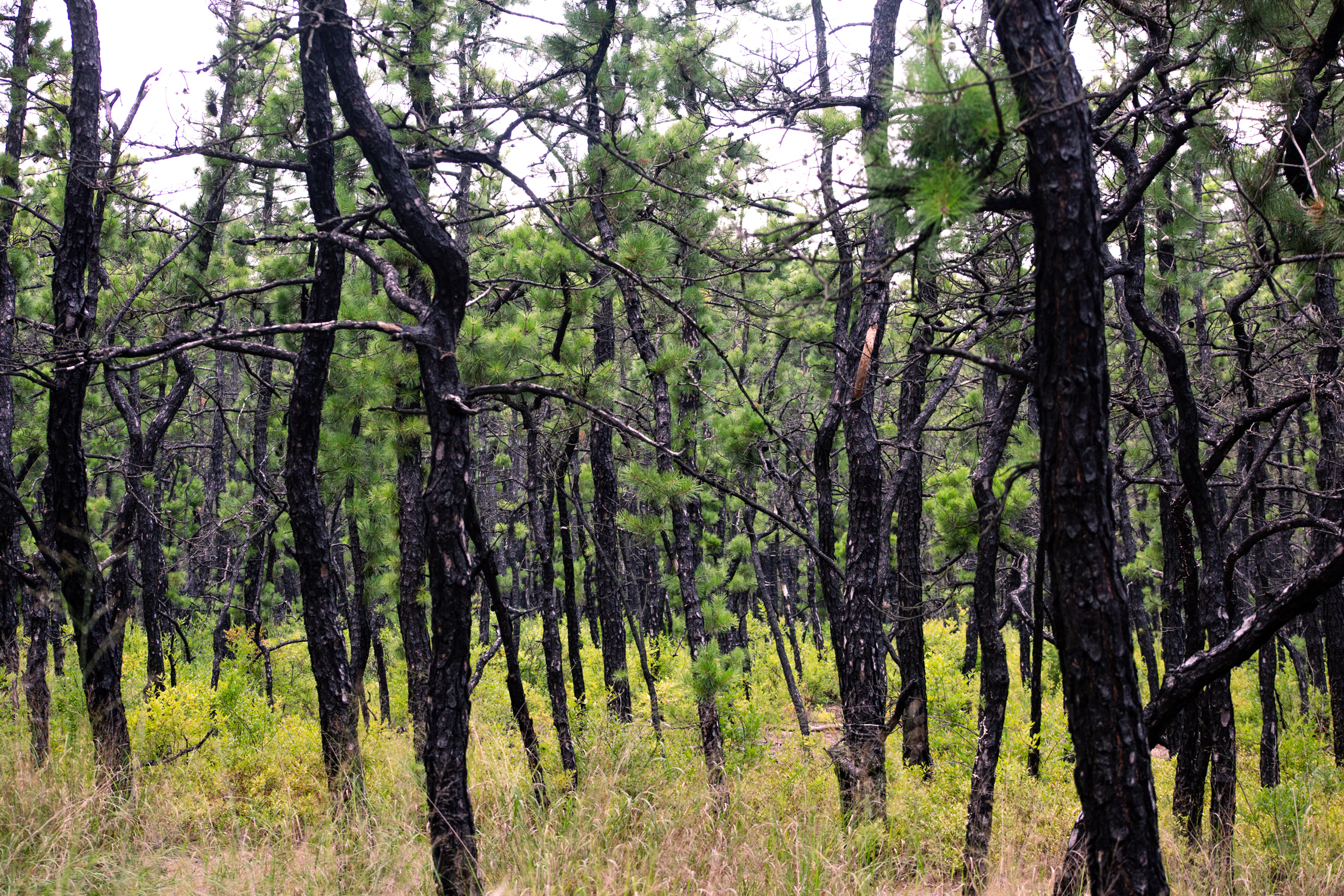 Grassy young pitch pine forest