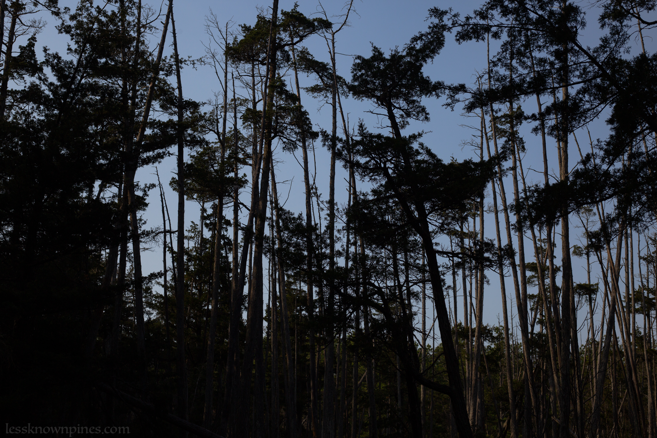 Healthy and dead cedar mix