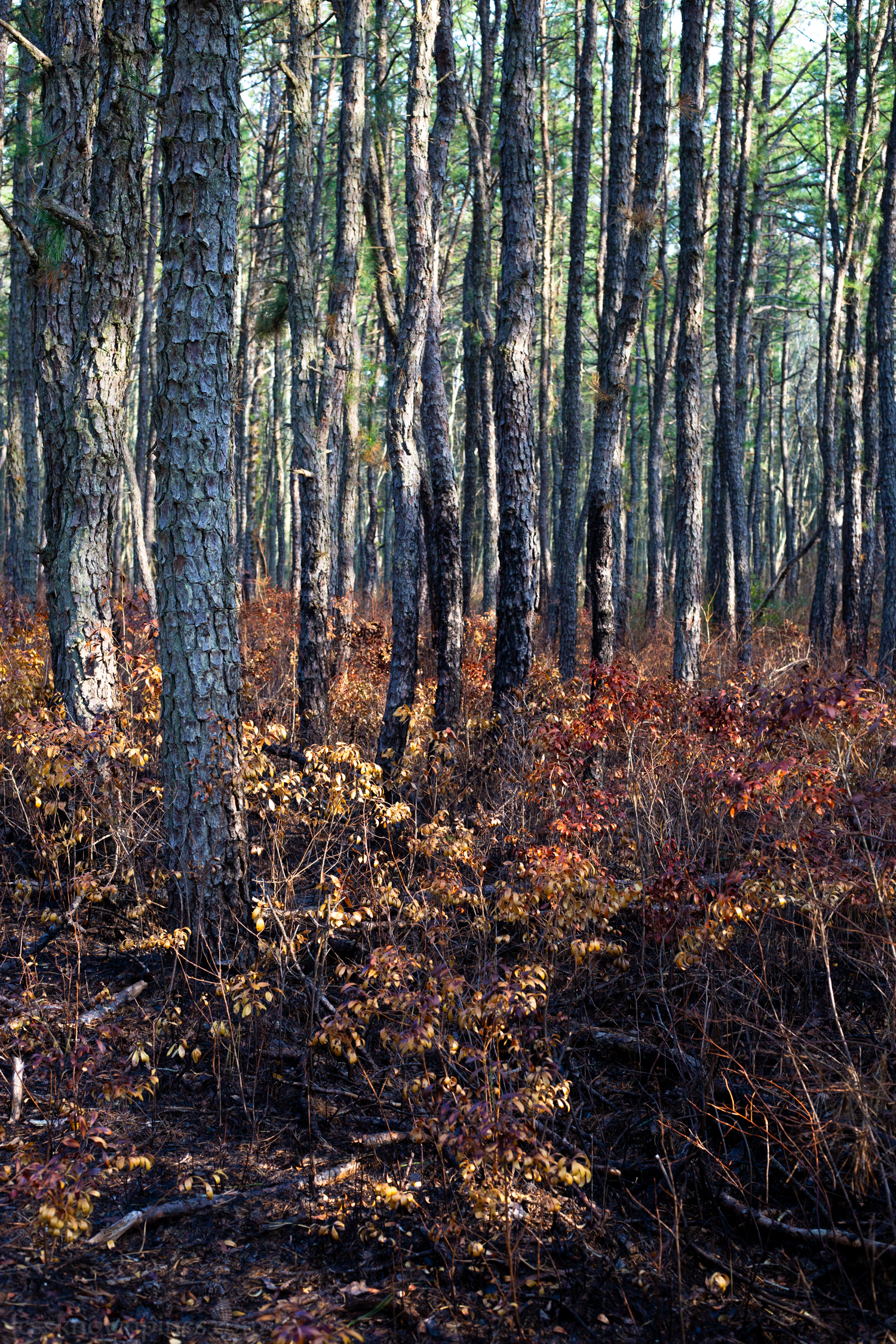 Inkberries after prescribed burn