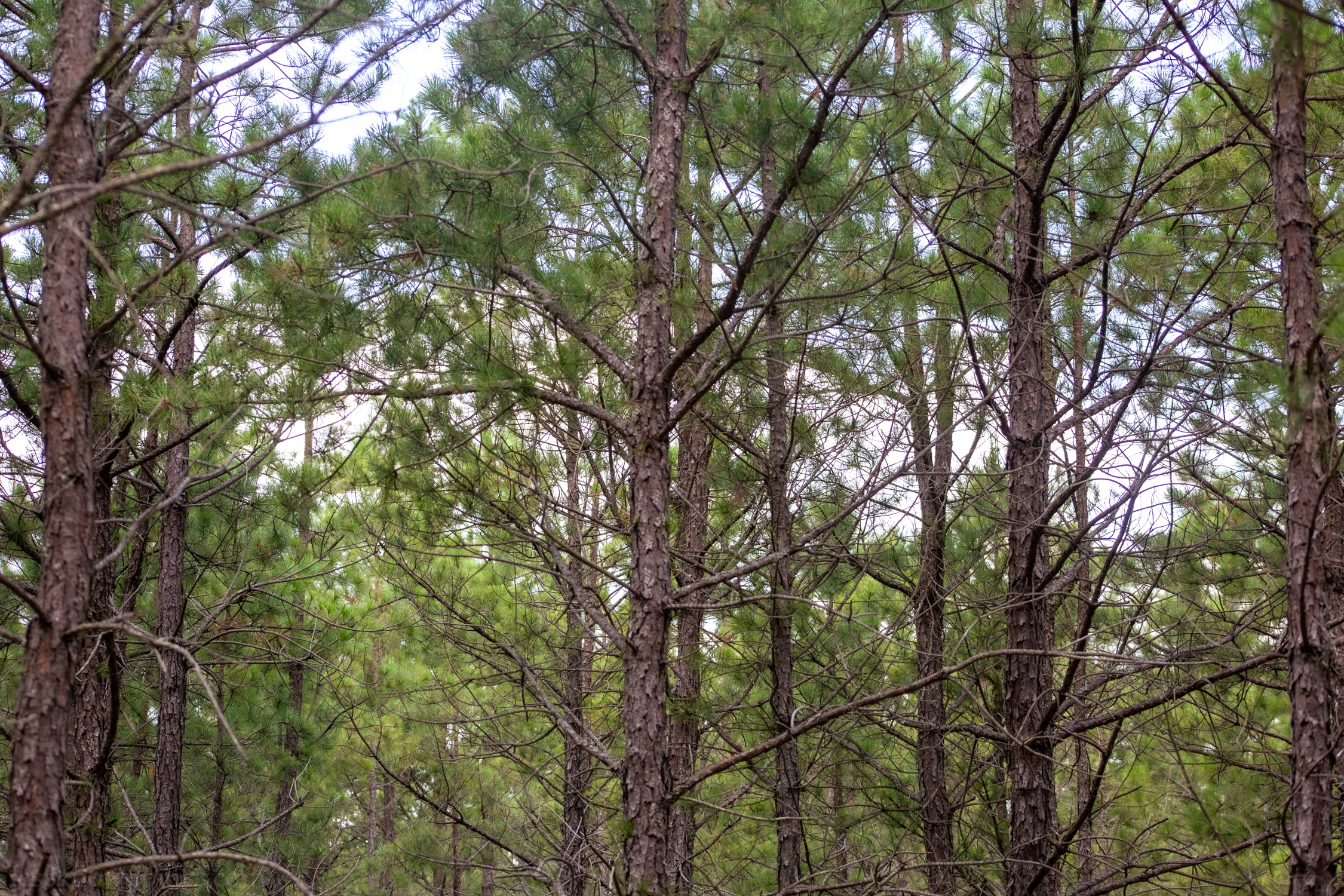 Lean and narrow angel hair pine trees