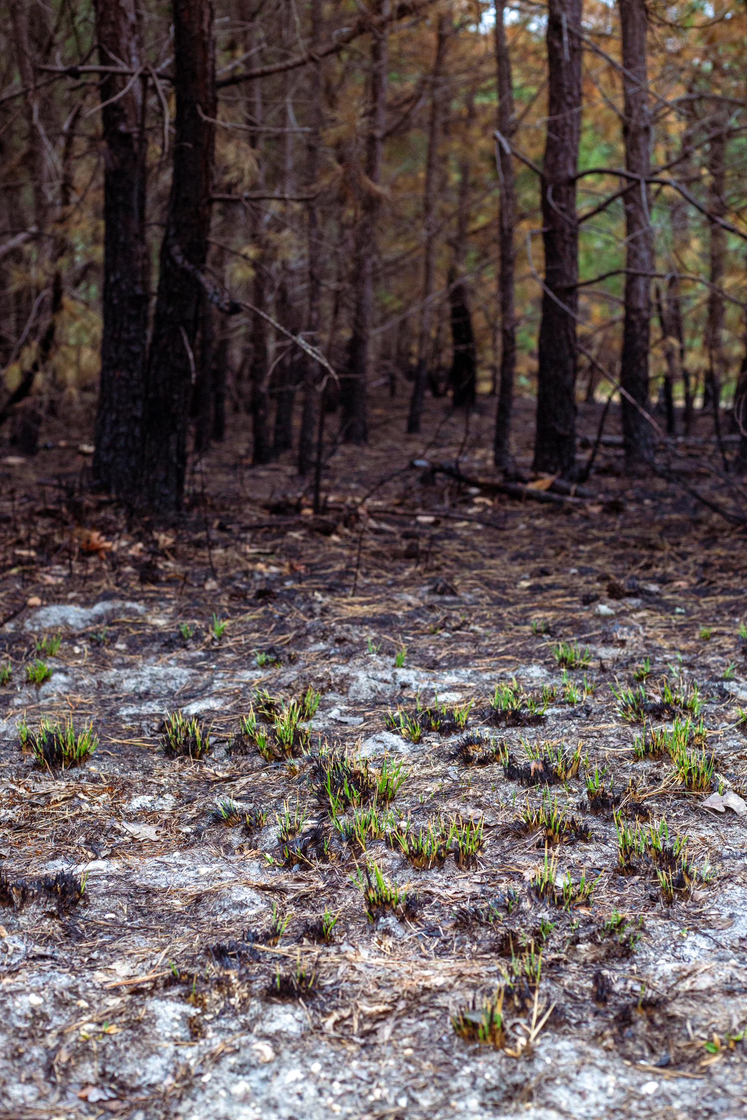 New growth after prescribed burn