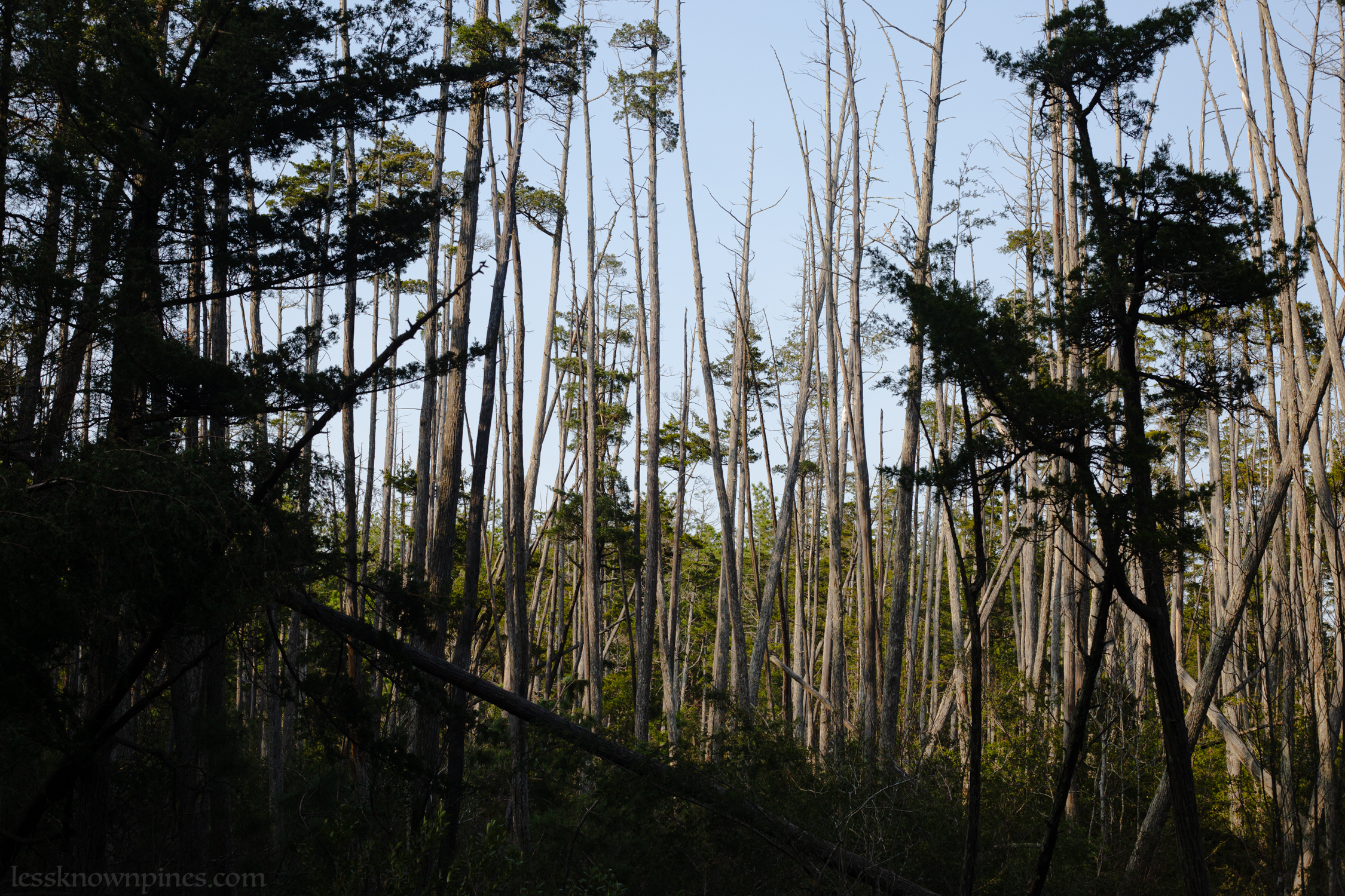 Patch of dead cedar