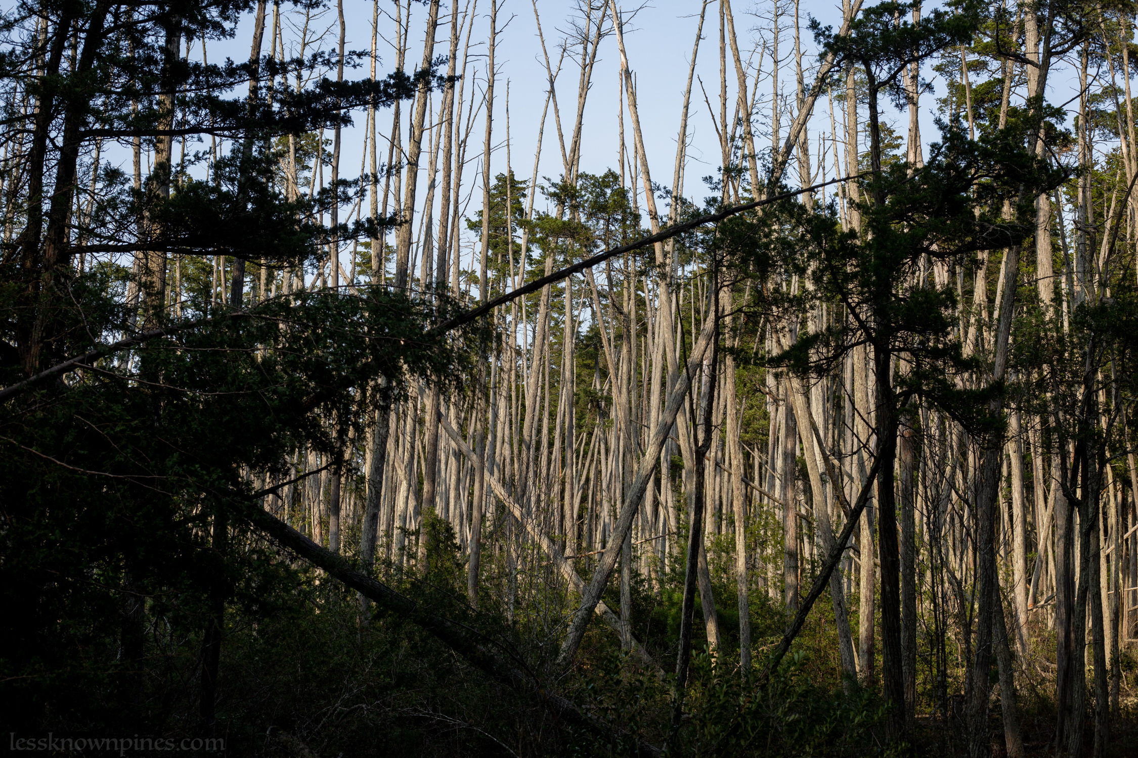 Falling tree carcass