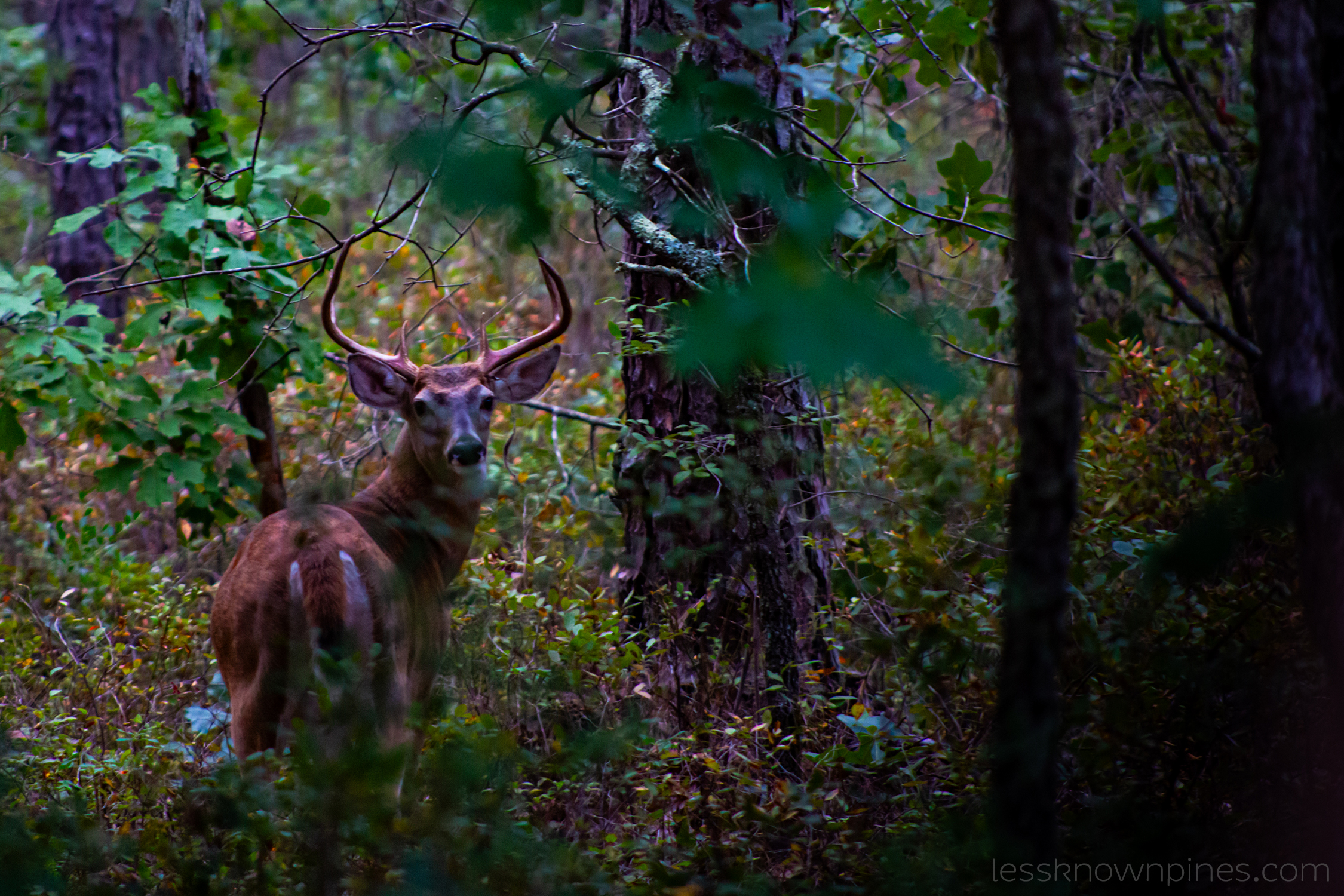 Male white tailed deer (buck)