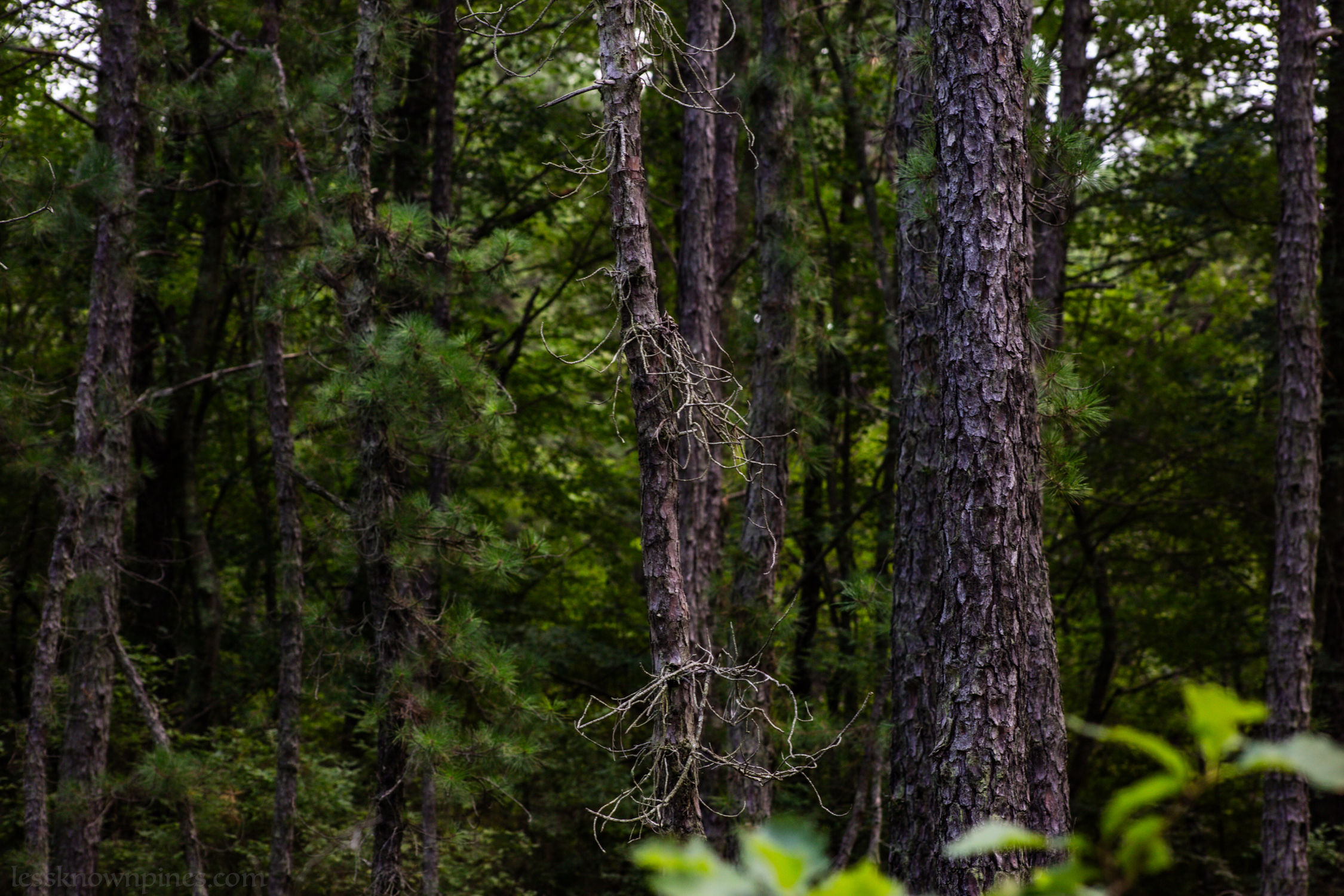 Pitch pine before cedar forest