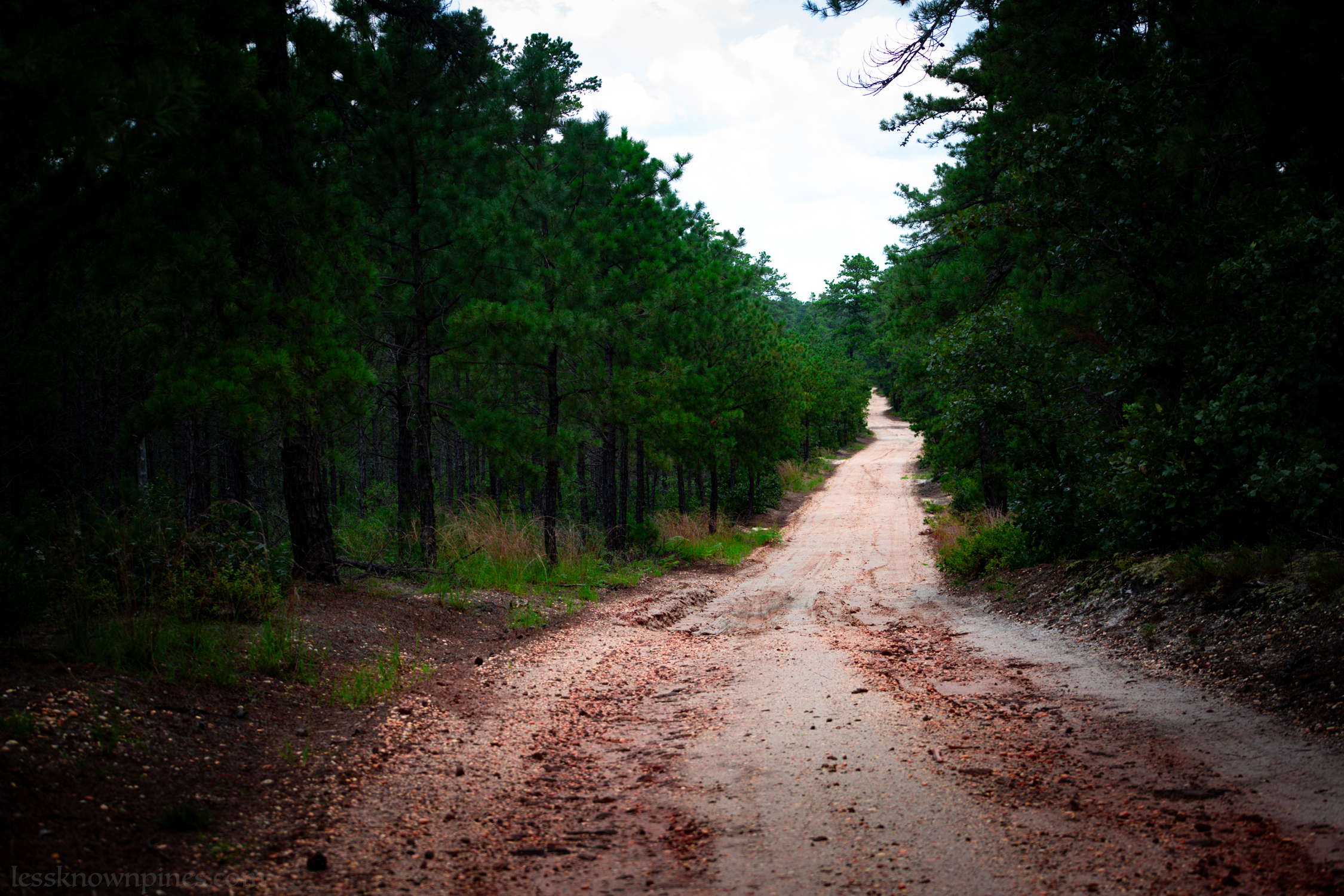 Pitch pine trail