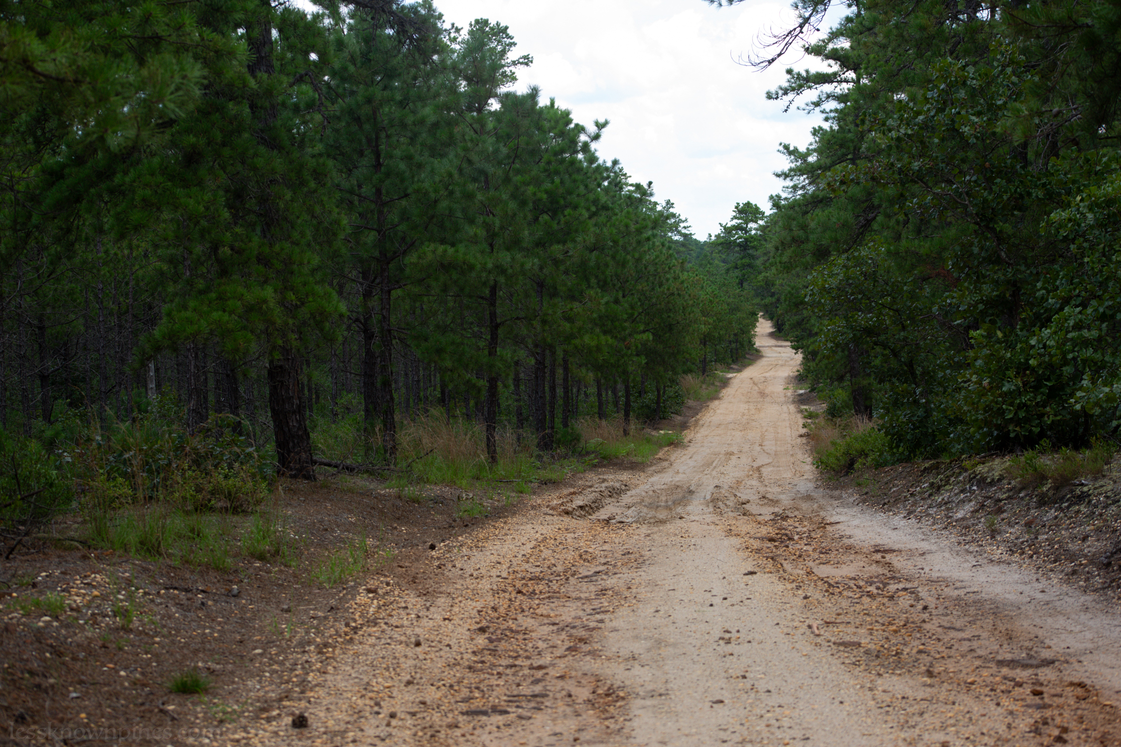 Small but dense pine forest