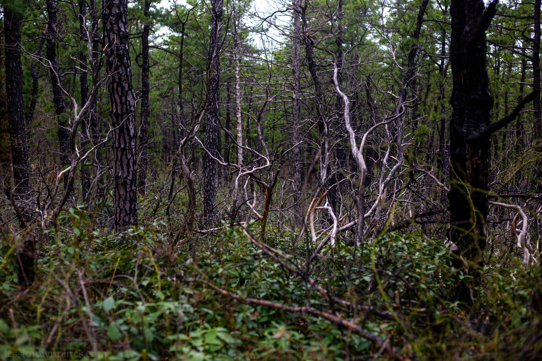 Surrounding decline